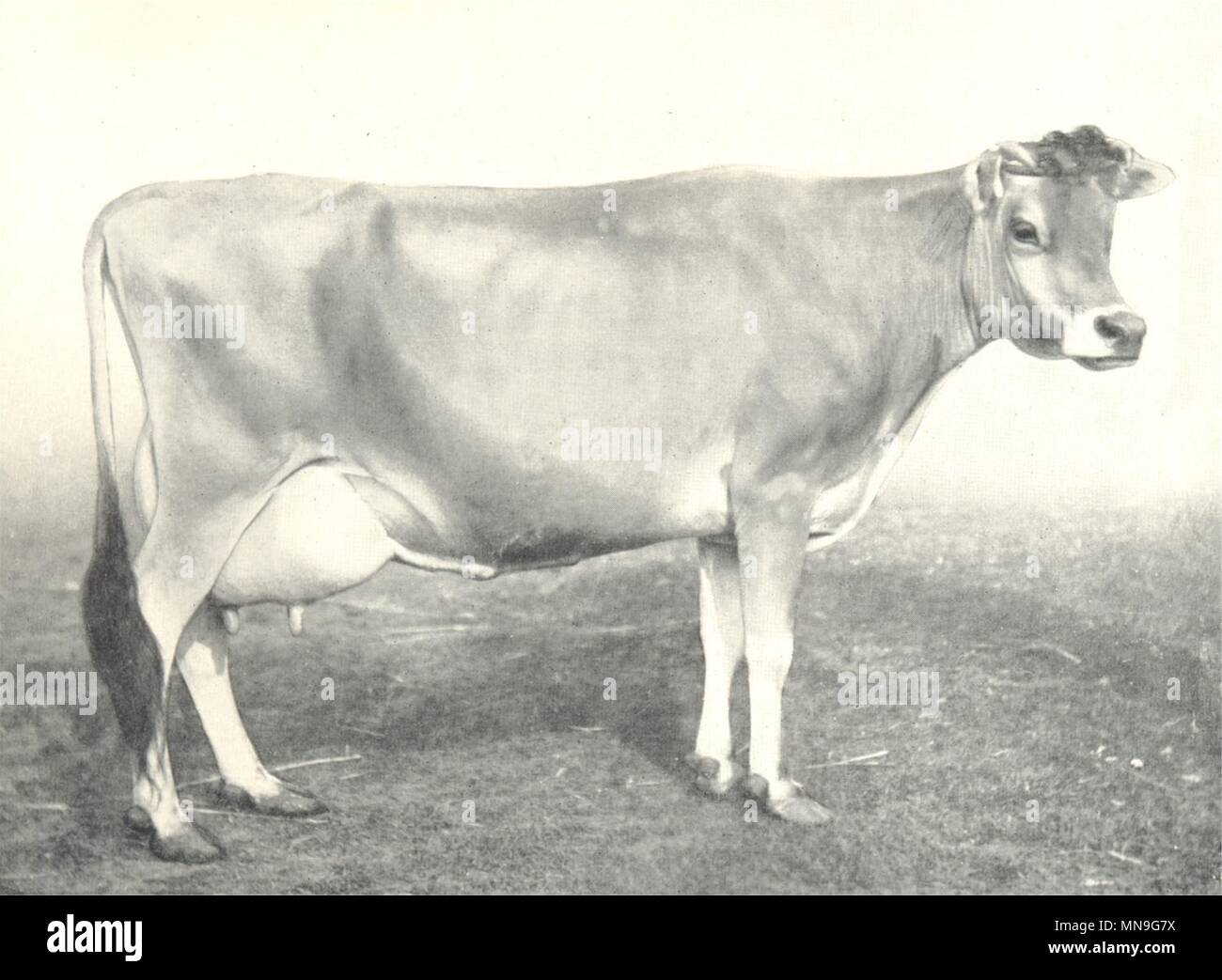 Vieh. Jersey Kuh 'Lady Viola ' 1. Preisträger an der RASE zeigt 1906-8 1912 Stockfoto