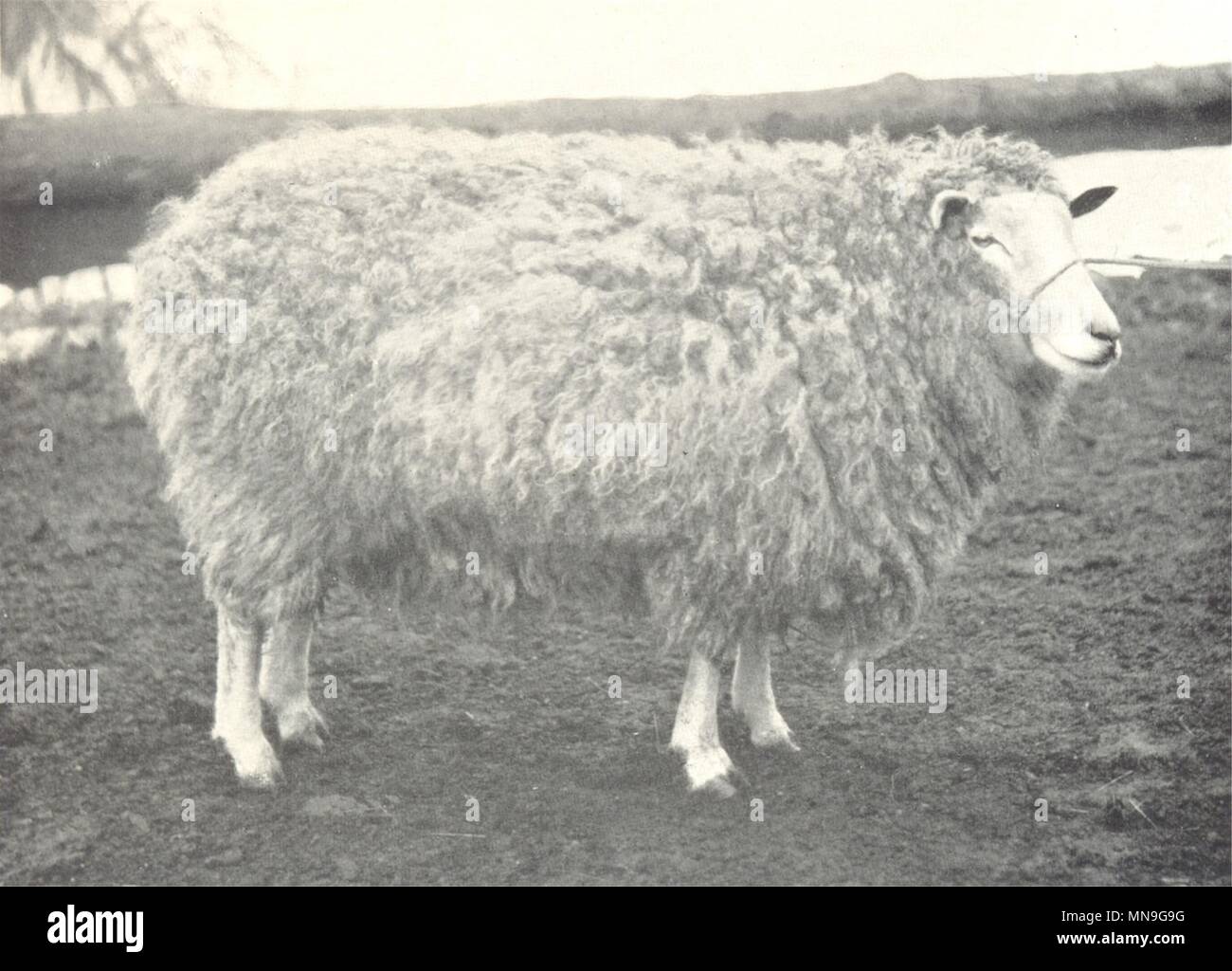 Schafe. Leicester Ewe-'Middlewick' (in voller Fleece) Gewinner Fünf erste Preise 1912 Stockfoto