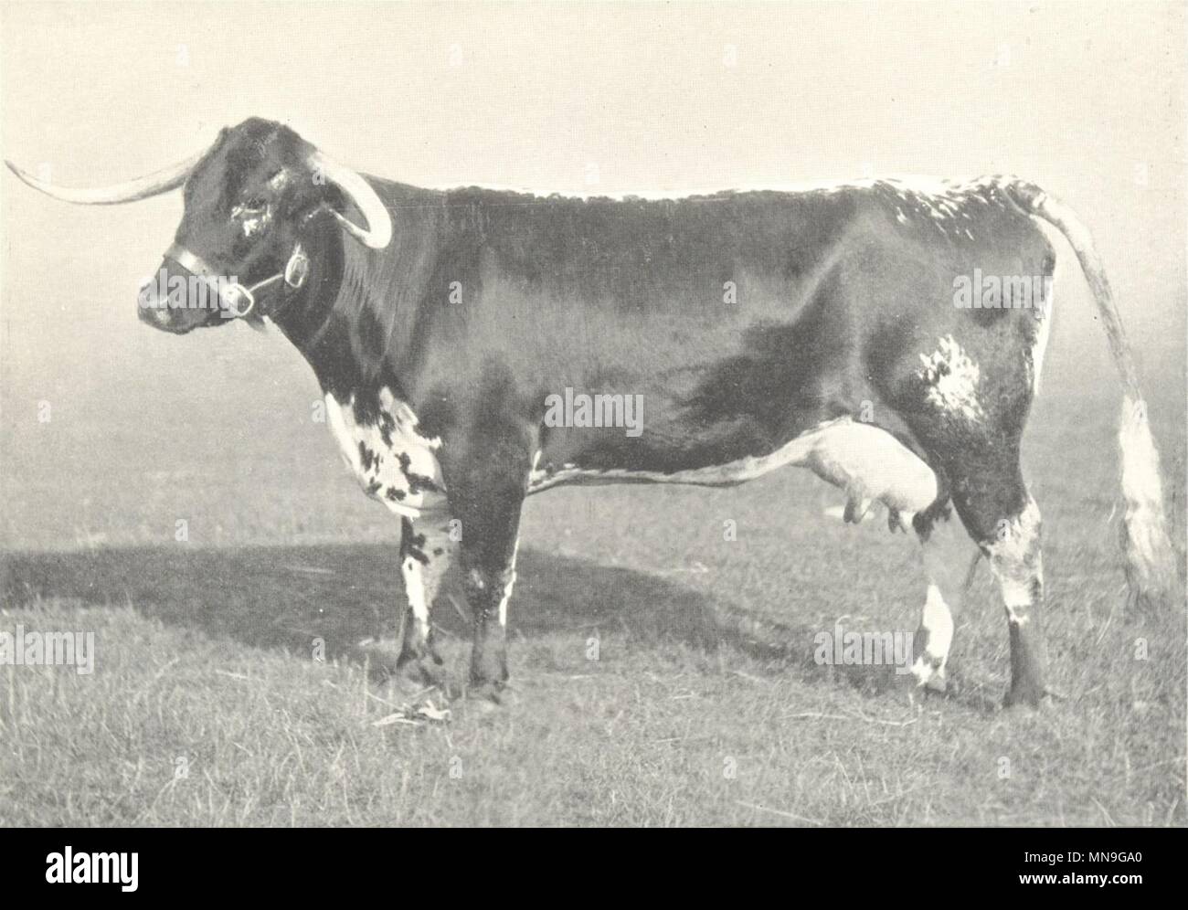 Vieh. Longhorn Kuh 'Bentley Dido "Gewinner erste Preise, RASE zeigt 1908-9 1912 Stockfoto