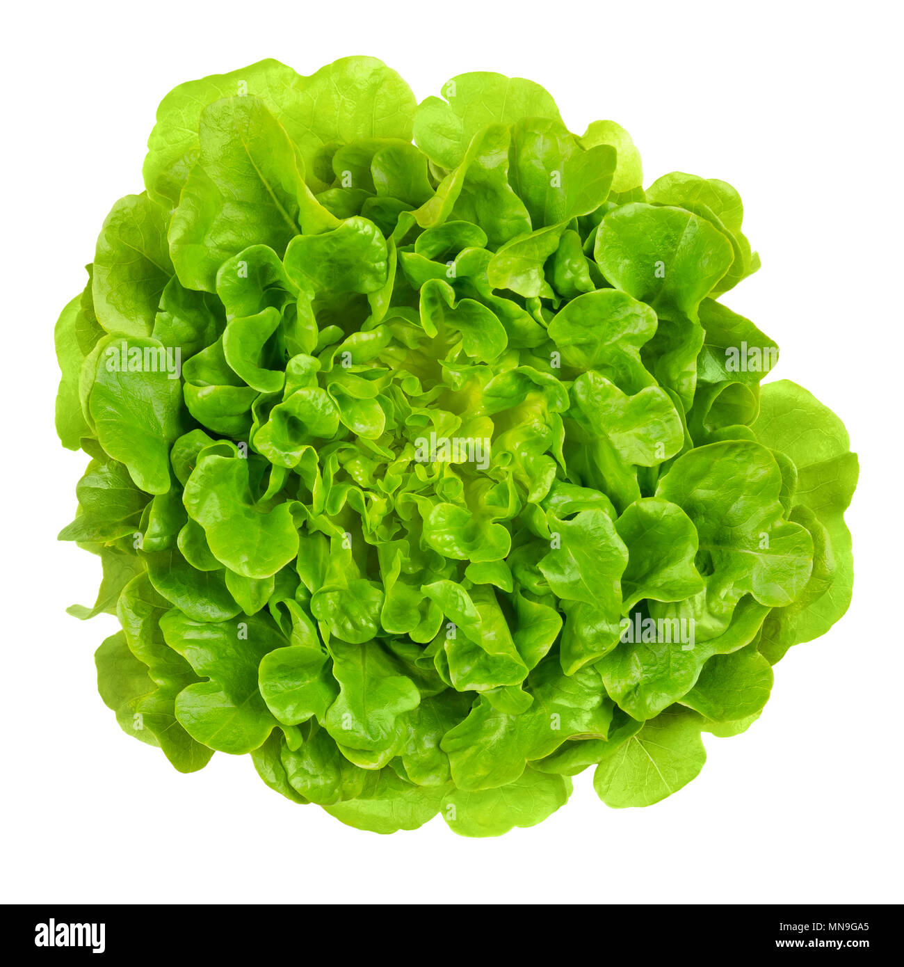 Grüne Eiche Salanova Salat von oben. Einem Schnitt bereit, lose Blatt Salat, linear, Gelappt und Lose gezahnt. Ein Lactuca Sativa Sorte. Stockfoto