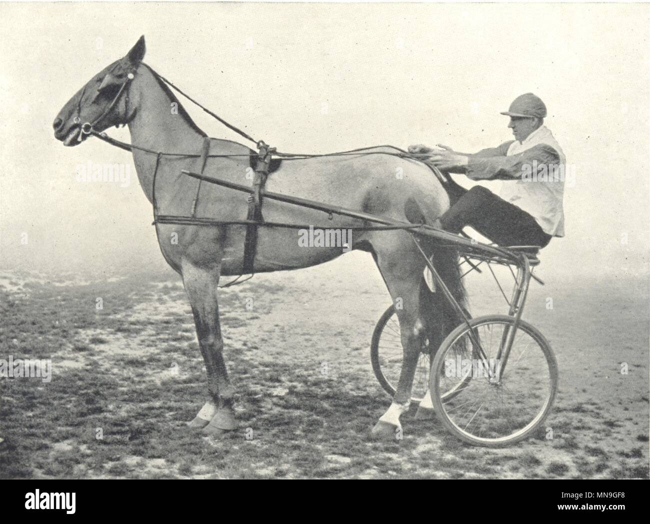 Pferde. Trotting Horse - "Champion Dandy Boy' 1912 alte antike Bild drucken Stockfoto