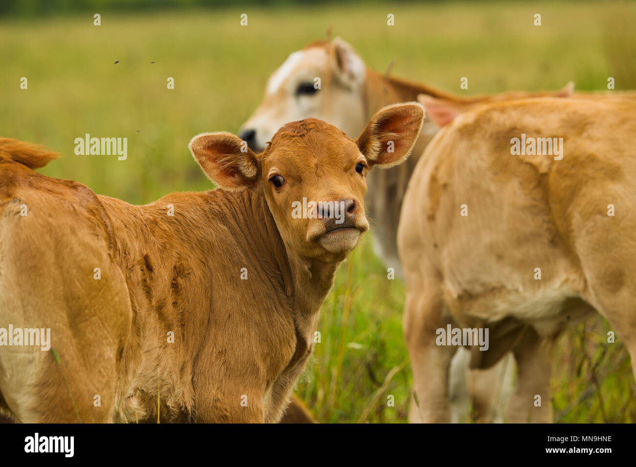 Kühe mit Kälbern auf der Weide Sommertag. Stockfoto