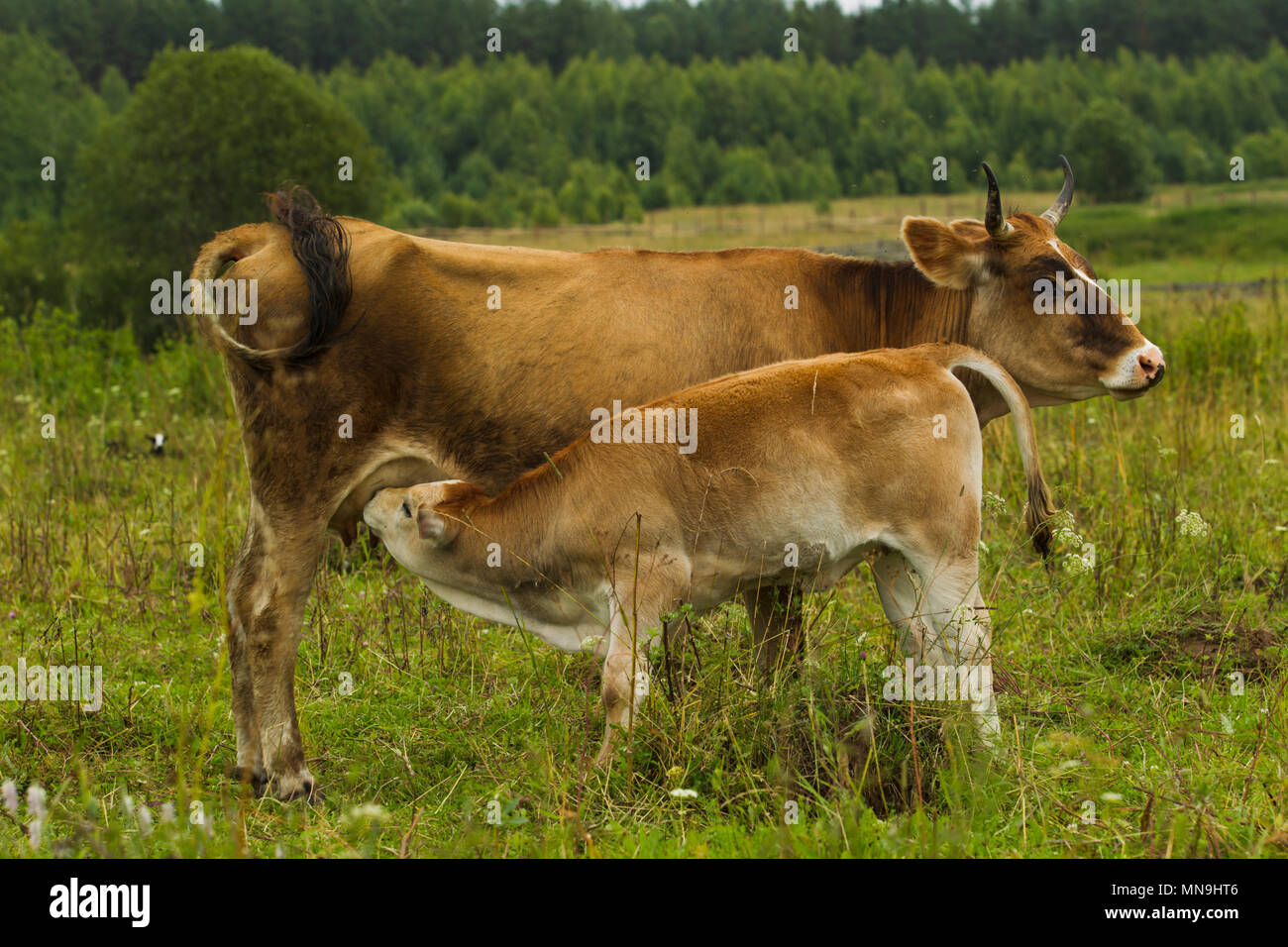 Kühe mit Kälbern auf der Weide Sommertag. Stockfoto