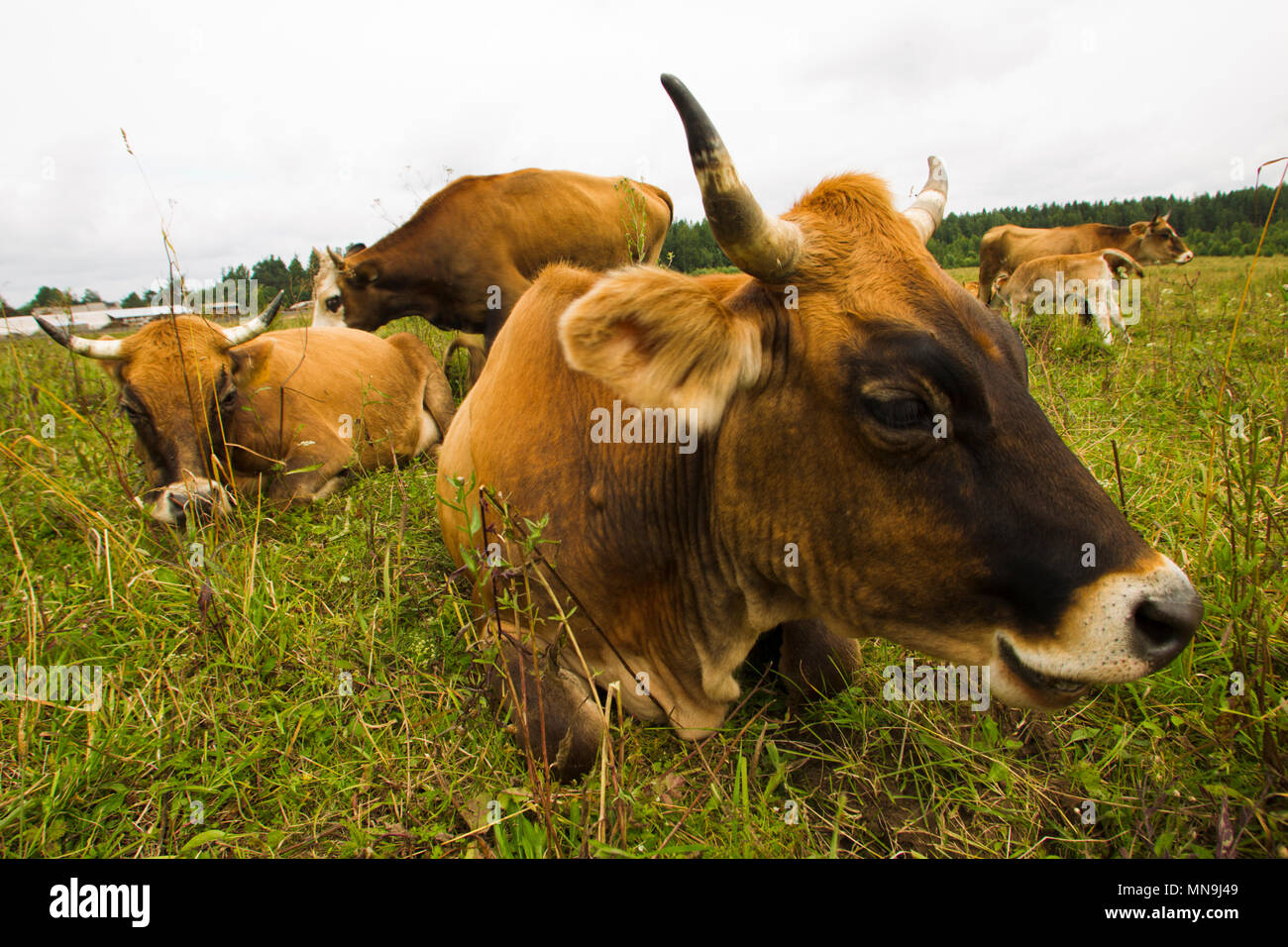 Kühe mit Kälbern auf der Weide Sommertag. Stockfoto