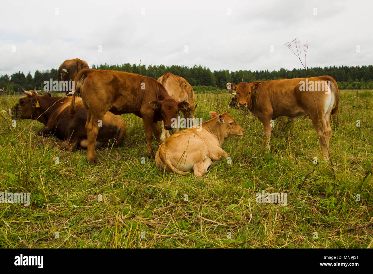 Kühe mit Kälbern auf der Weide Sommertag. Stockfoto