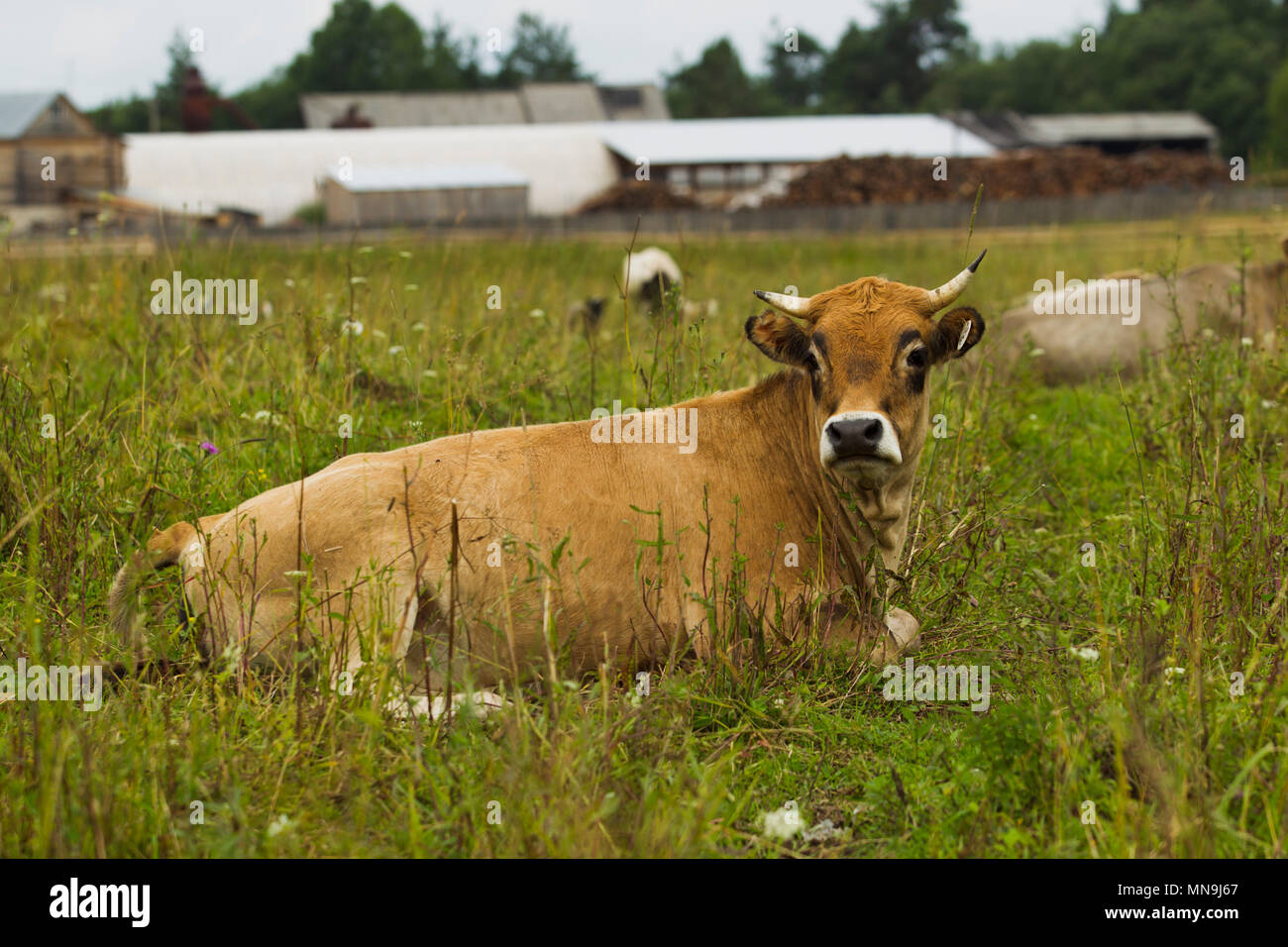 Kühe mit Kälbern auf der Weide Sommertag. Stockfoto