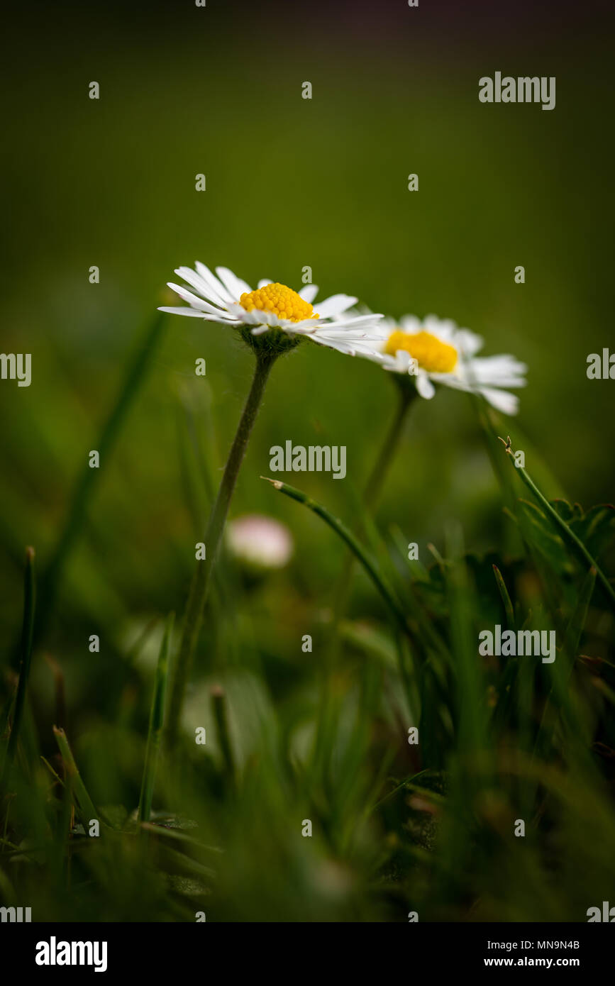 Vertikale Foto mit zwei schönen Gänseblümchen. Blüten mit weißen Blättern und goldenen Zentren besteht aus kleinen gelben Bälle. Gänseblümchen wachsen von Dunkelgrün Stockfoto