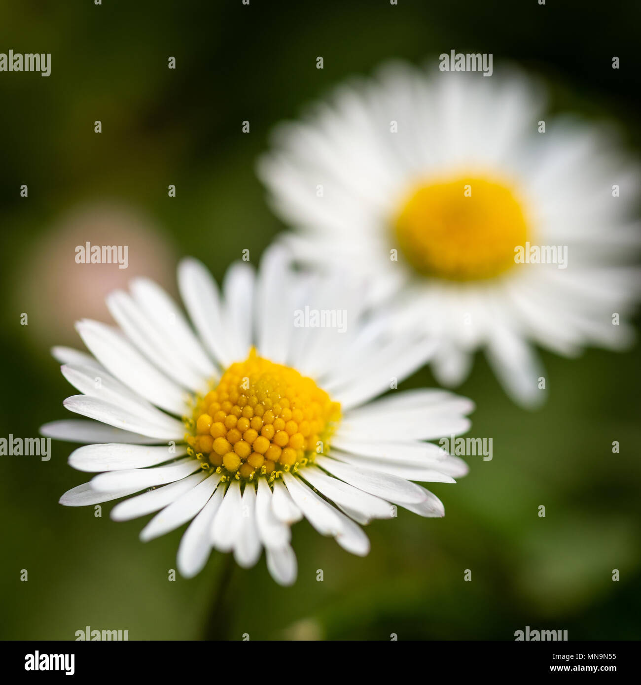 Platz Foto mit zwei schönen Gänseblümchen. Blüten mit weißen Blättern und goldenen Zentren besteht aus kleinen gelben Bälle. Gänseblümchen wachsen von Dunkelgrün g Stockfoto