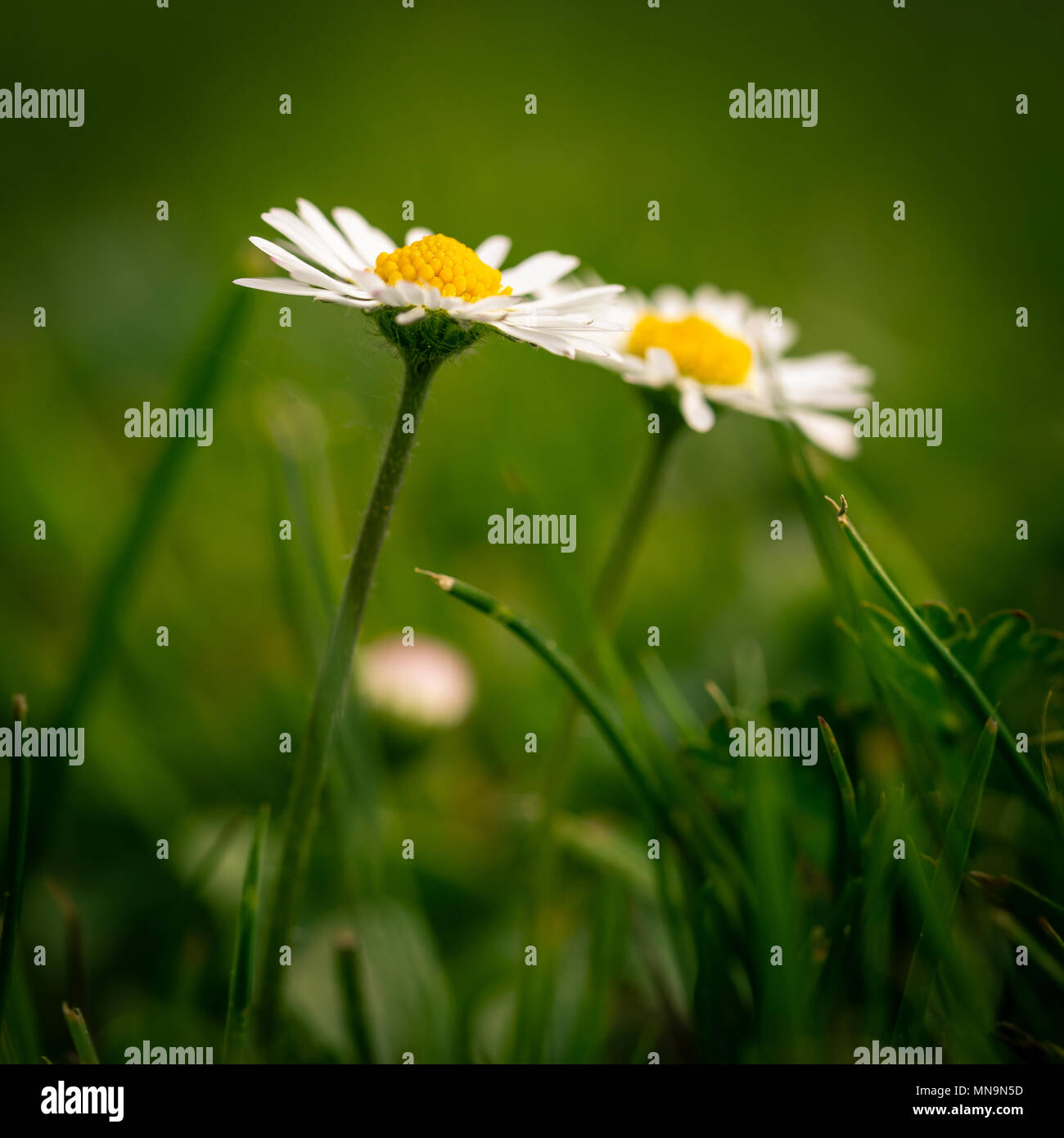 Platz Foto mit zwei schönen Gänseblümchen. Blüten mit weißen Blättern und goldenen Zentren besteht aus kleinen gelben Bälle. Gänseblümchen wachsen von Dunkelgrün g Stockfoto