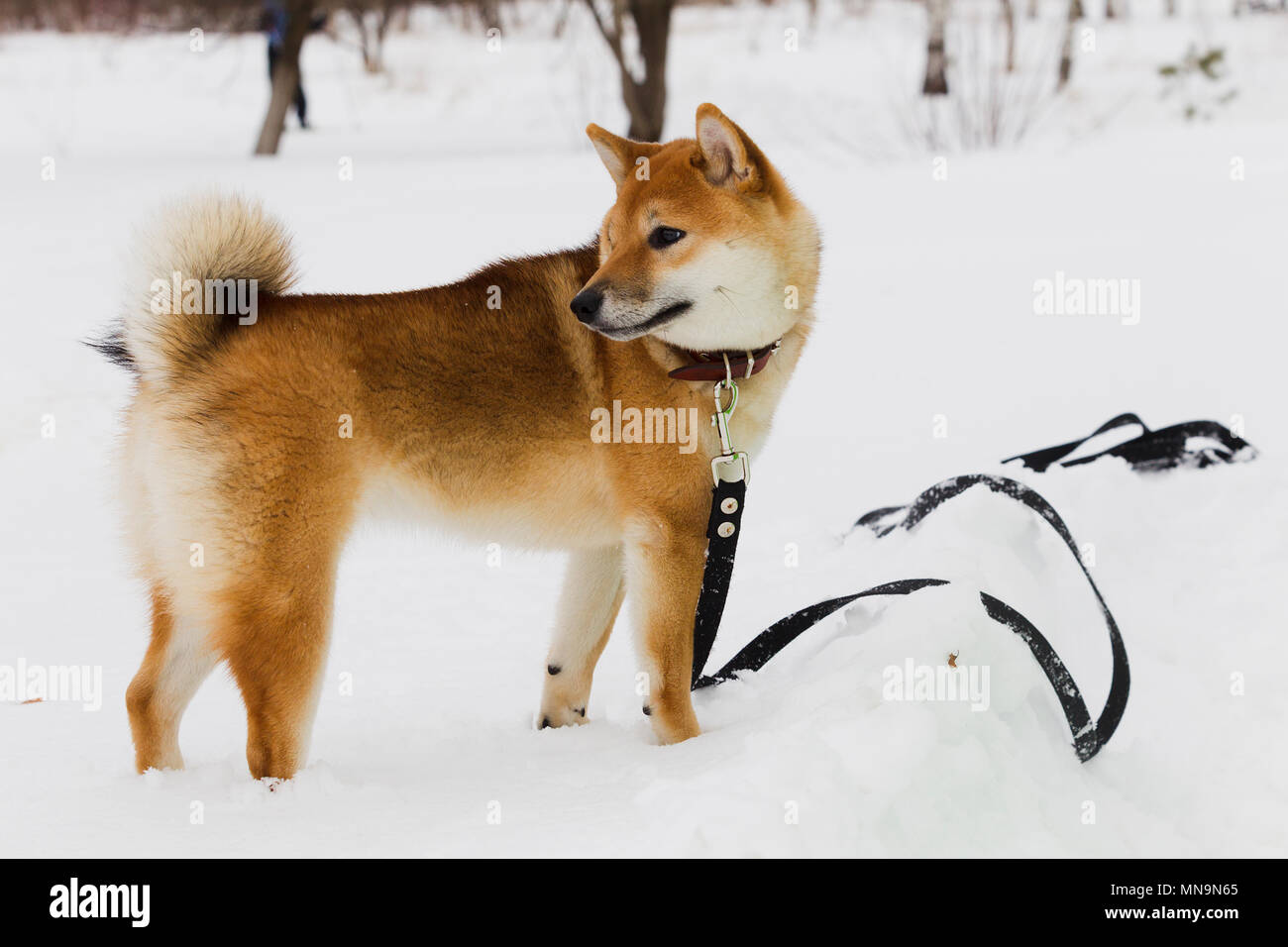 Japanische Hunderasse Shiba Inu auf Schnee Hintergrund Winter bewölkten Tag, Tageslicht Stockfoto