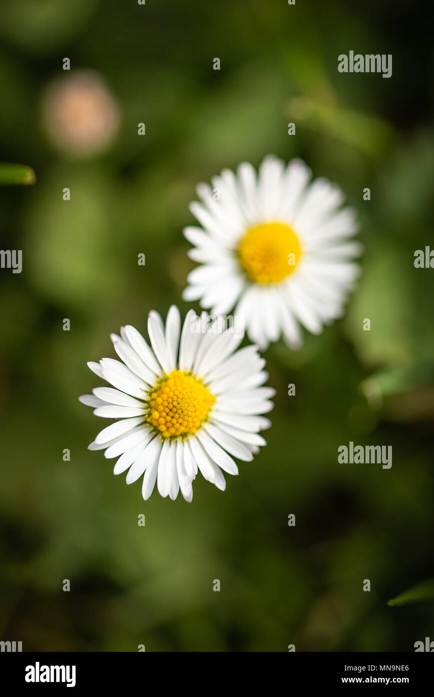 Vertikale Foto mit Top Aussicht auf zwei schöne Gänseblümchen. Blüten mit weißen Blättern und goldenen Zentren besteht aus kleinen gelben Bälle. Gänseblümchen wachsen Fro Stockfoto