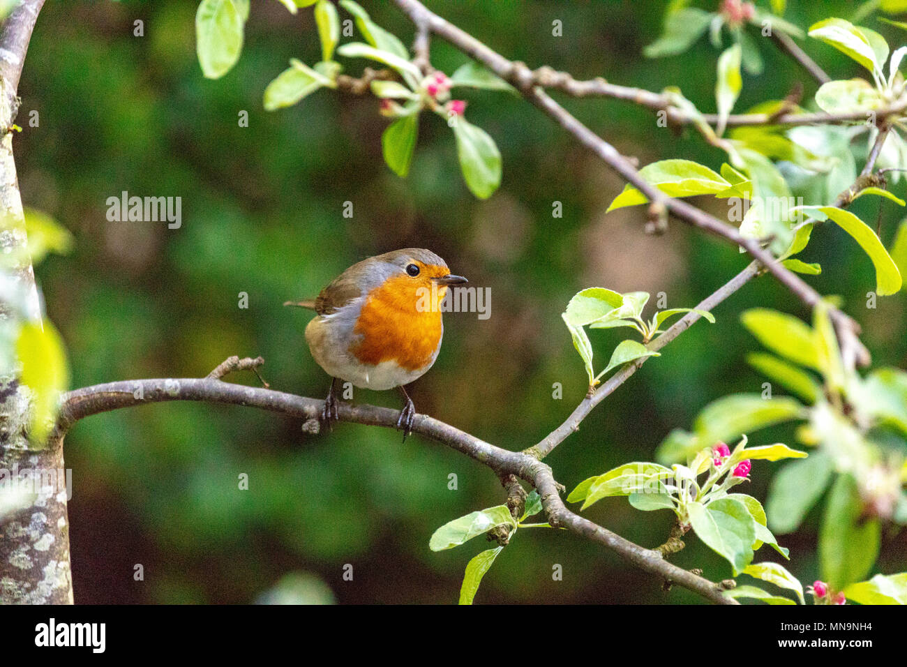Europäische Robin (erithacus Rubecula), thront auf einem Zweig von einem Baum mit pink spring blossom gerahmt Stockfoto