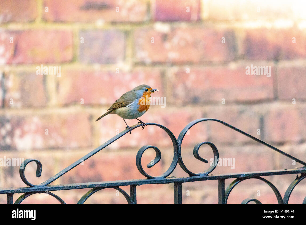 Europäische Robin (erithacus Rubecula) auf einem Gartentor mit Nistmaterial im Schnabel thront. Hintergrund der Mauer. Stockfoto