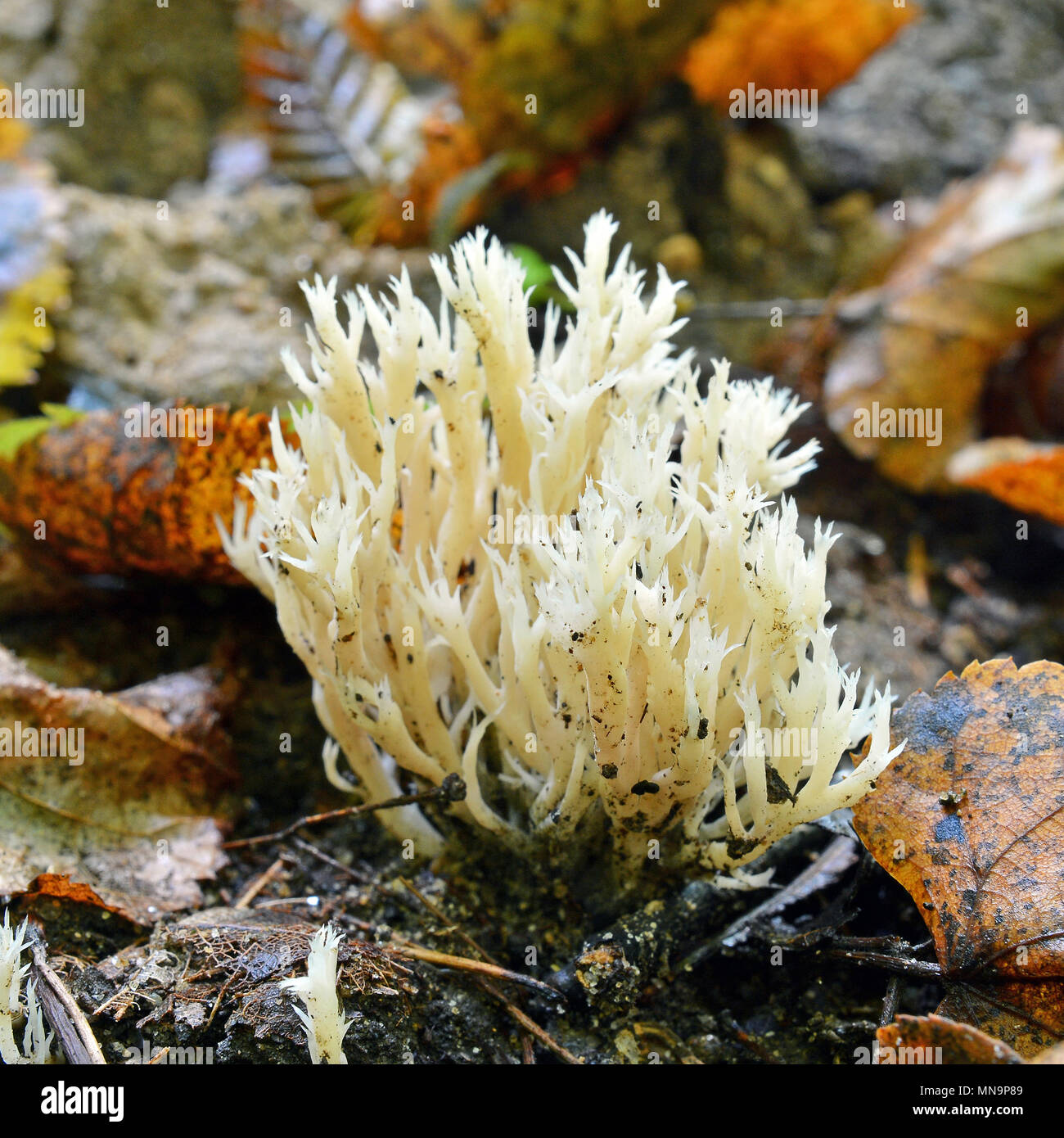 Clavulina cristata Pilz, wie die weiße Koralle Die Koralle Pilz Pilz oder Crested bekannt Stockfoto