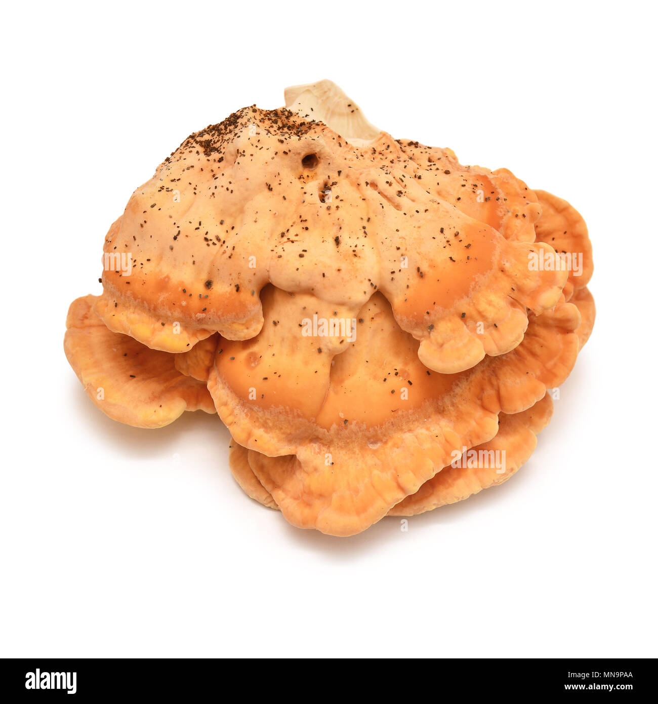 Laetiporus sulfureus Pilz, Krabben - von - die - Holz, Schwefel polypore, Schwefel Regal, Huhn - von - die - Holz Stockfoto