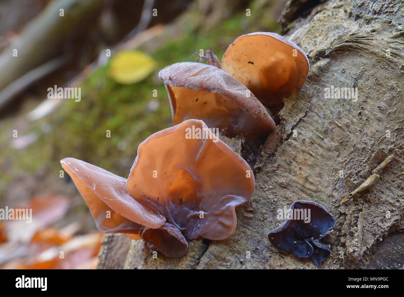 Aurikel-Judae auricularia Pilz, als das Ohr des Jude, Holz Ohr, Jelly Ohr bekannt Stockfoto