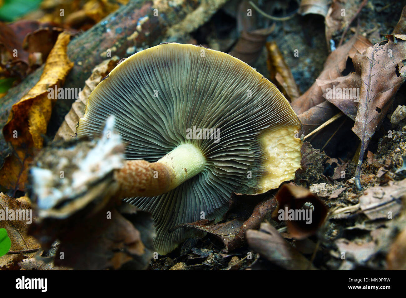 Kiemen der ungeniessbare hypholoma lateritium Pilz Stockfoto