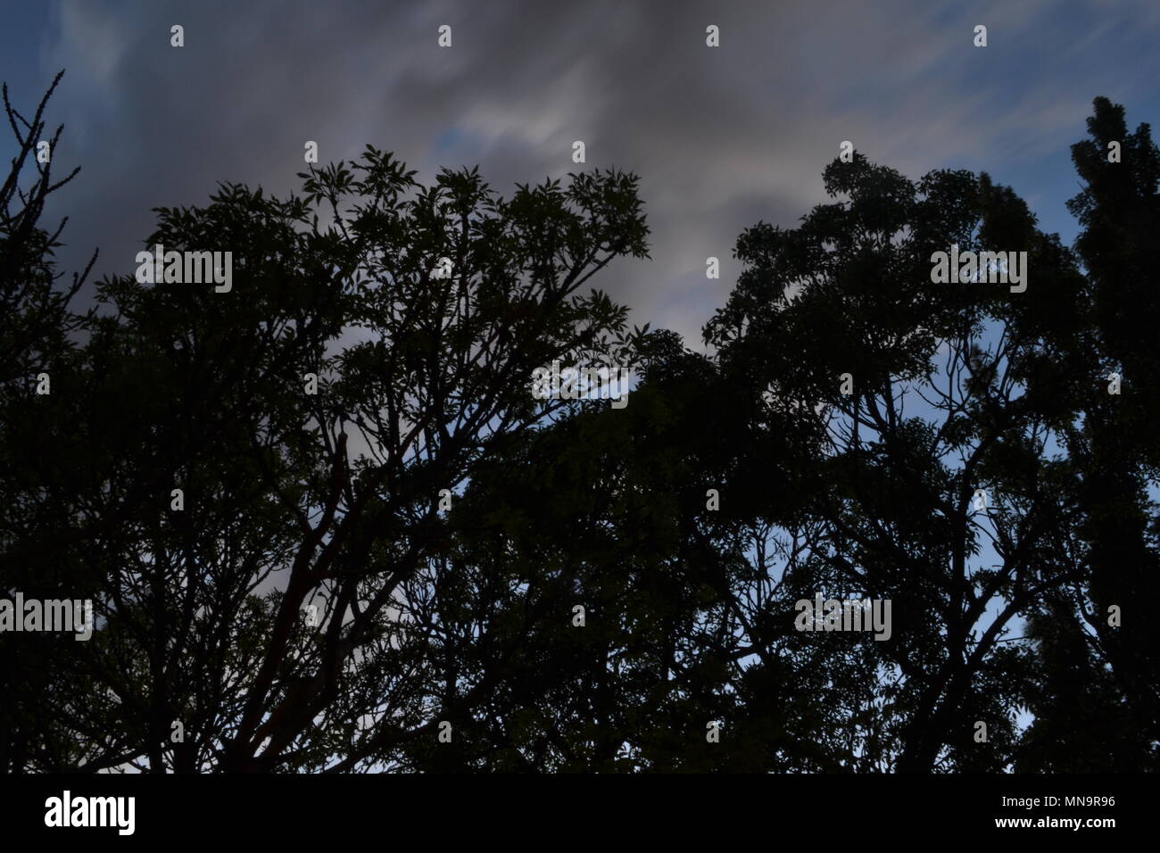 Silhouetten der Bäume in der Dämmerung wallpaper Stockfoto