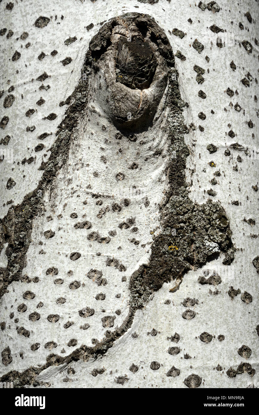 Rinde Muster der Hänge-birke (Betula pendula) aka Warty Birke, Europäische Birke oder Ostasiatischen White Birch Stockfoto