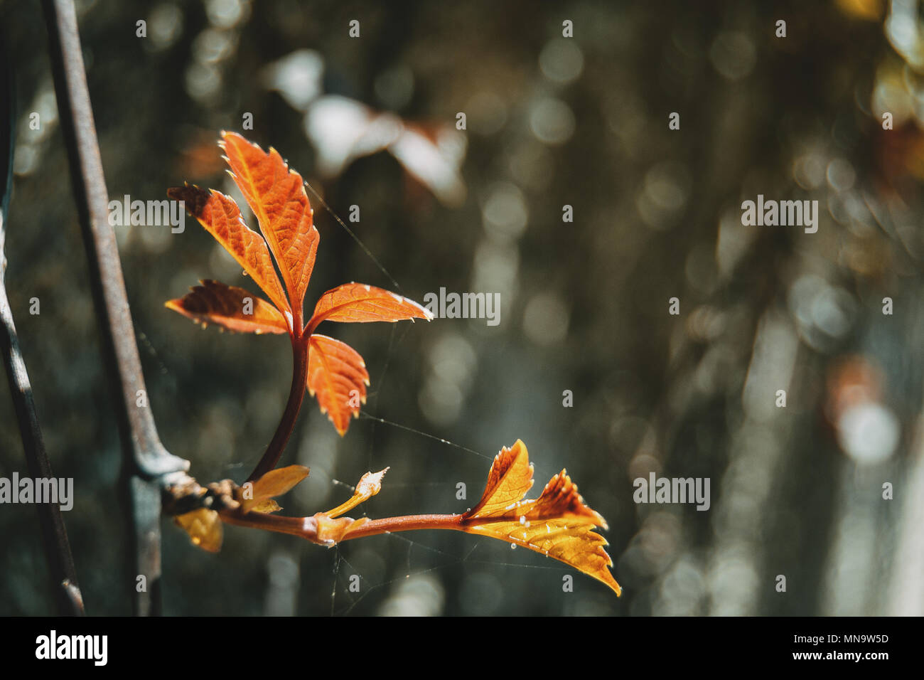 Rote Blätter parthenocissus Subtomentosa im Herbst Stockfoto