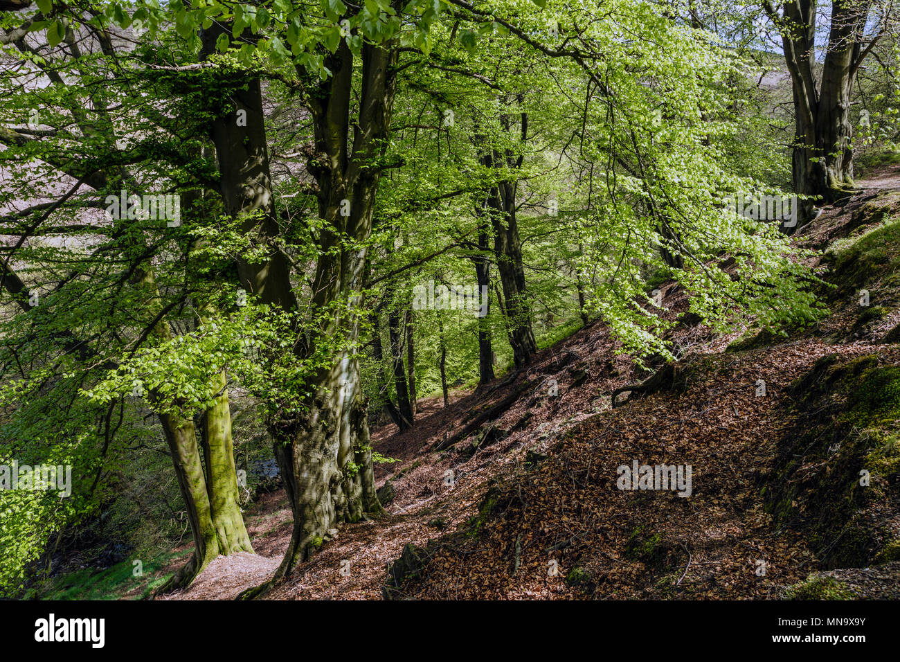 Buche Bäume im Frühling, Goyt Valley, Nationalpark Peak District, Derbyshire Stockfoto