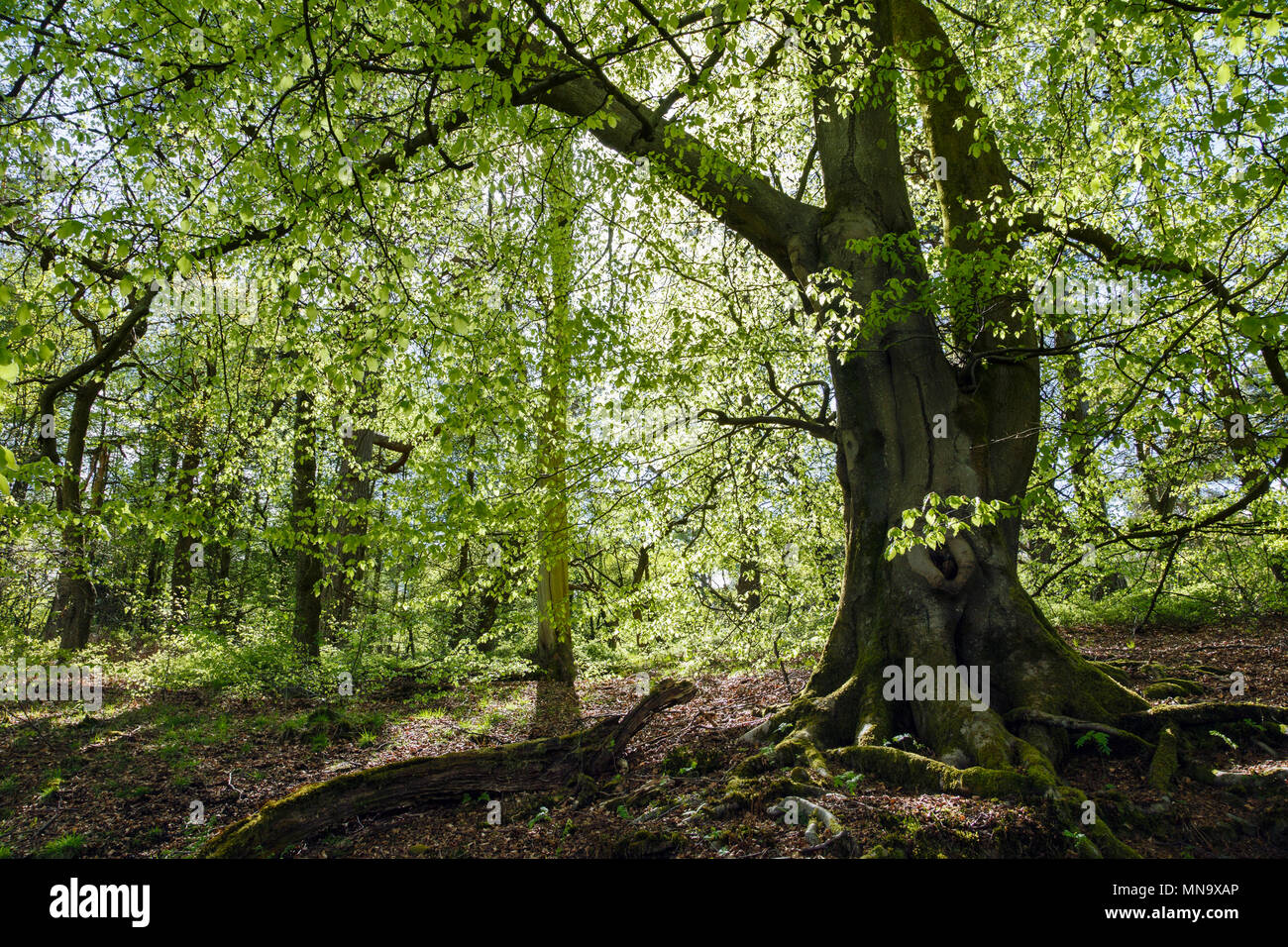 Buche Bäume im Frühling, Goyt Valley, Nationalpark Peak District, Derbyshire Stockfoto