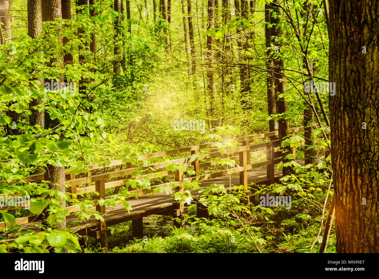 Schöner Spaziergang Brücke in der Mitte des Waldes, Seitenansicht Stockfoto