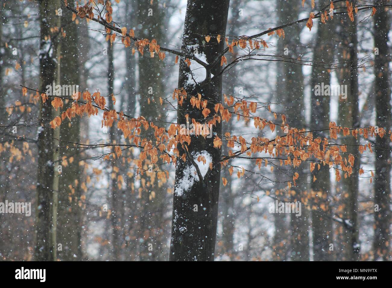 Schnee Gebäude auf der Rinde von einem Wald Baum Stockfoto