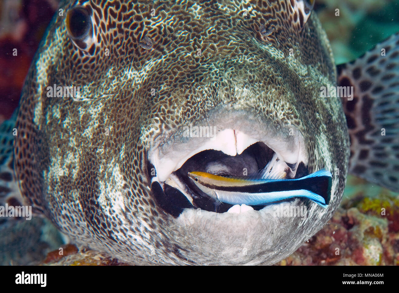 Sternenhimmel Puffer | Kofferfisch | Sternenhimmel Kugelfische | Arothron stellatus Stockfoto