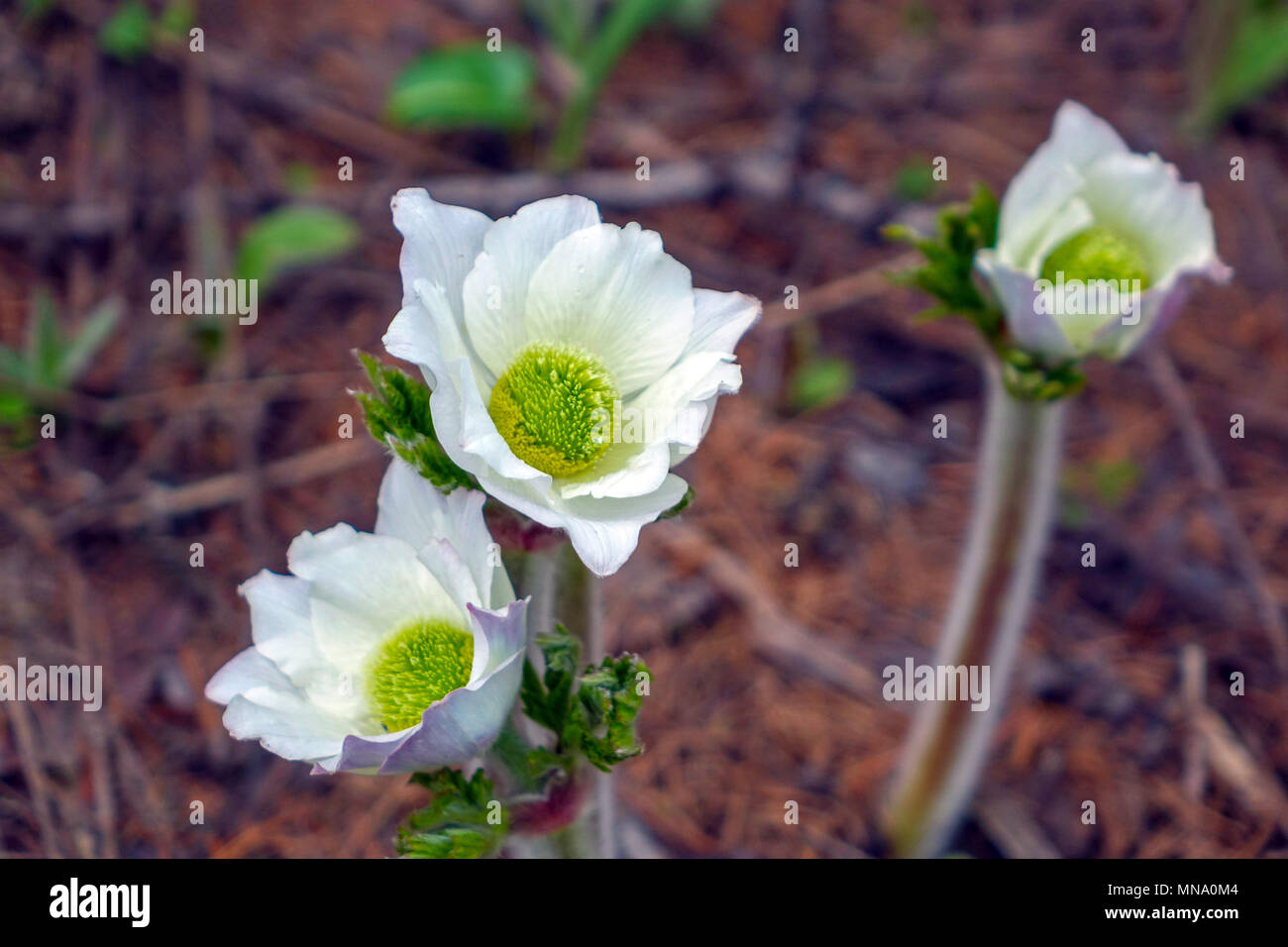 Weiß Alpin Anemone, Alpine Pasque flower, Nationalpark Ecrins Stockfoto