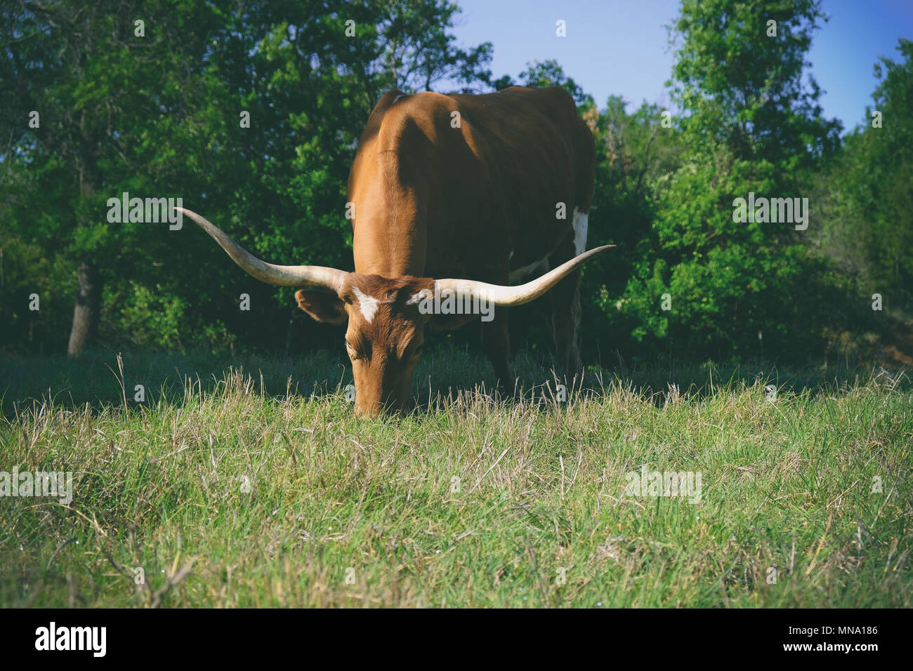 Große Texas Longhorn Kuh in Hof weide Weiden mit frischem Sommer Gras. Bauernhof Tiere essen und gesund. Stockfoto
