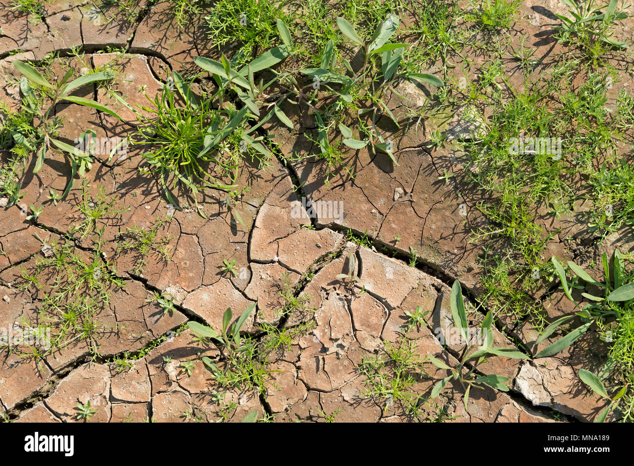 Trockene Böden in der Nähe von Klein Bollhagen, Mecklenburg-Vorpommern, Deutschland Stockfoto
