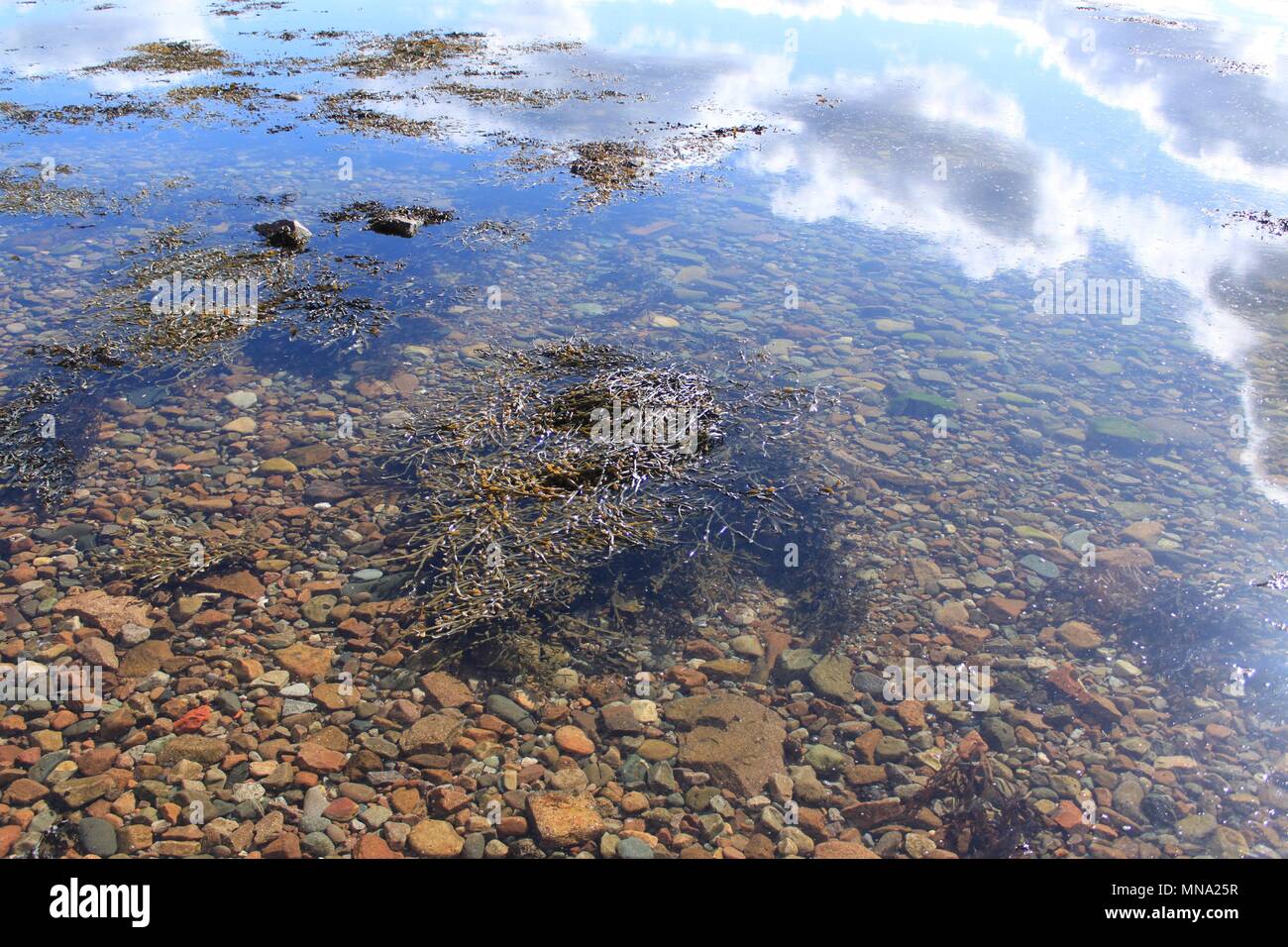 Klares Wasser mit Reflexion von Wolken, Steine sichtbar unter und Kelp floating auf der Oberseite Stockfoto