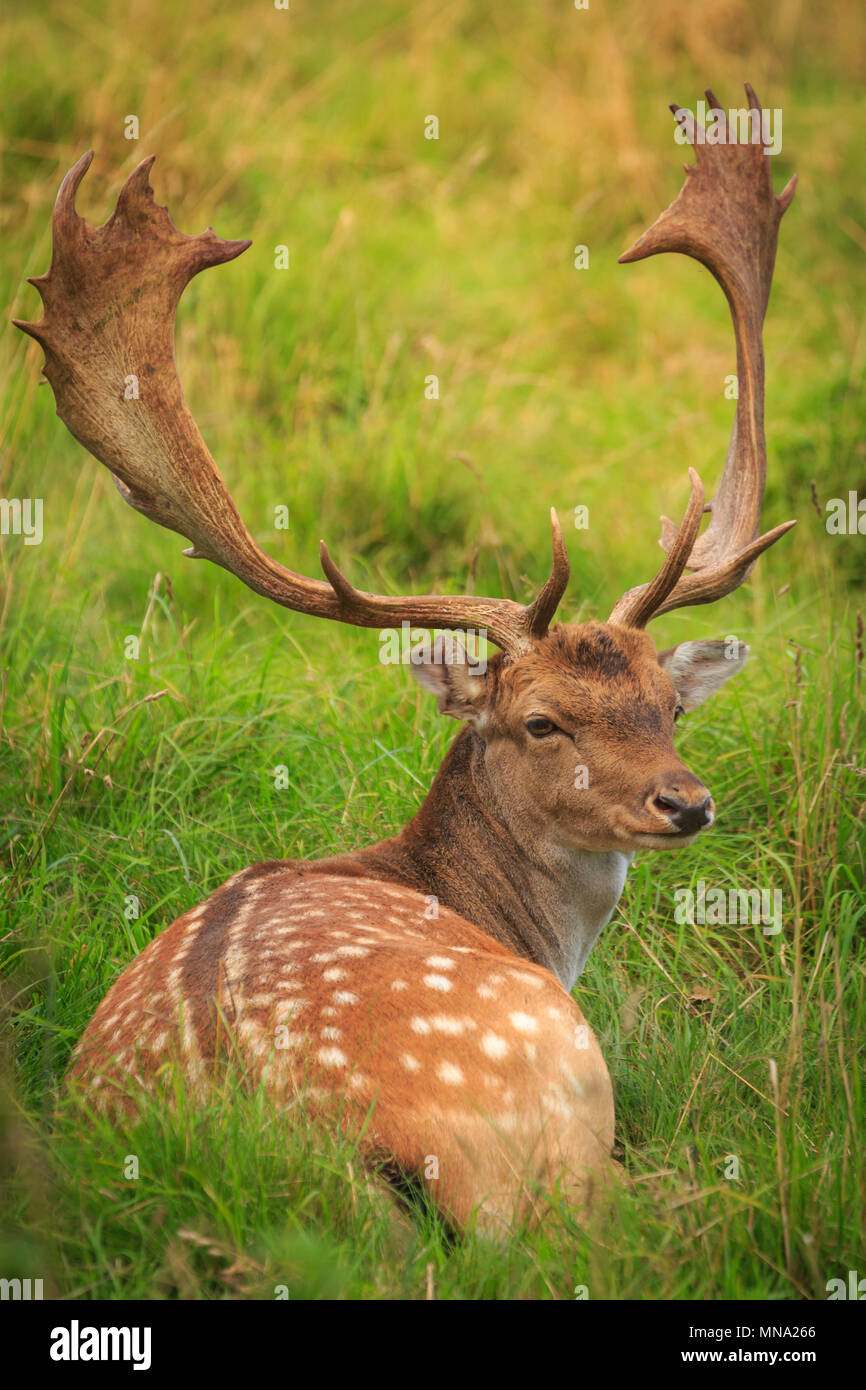 Ein großer Hirsch saßen auf dem Gras in Richtung der Kamera in Charlecote Park, Großbritannien. Langes Gras auch in Schuß. Stockfoto