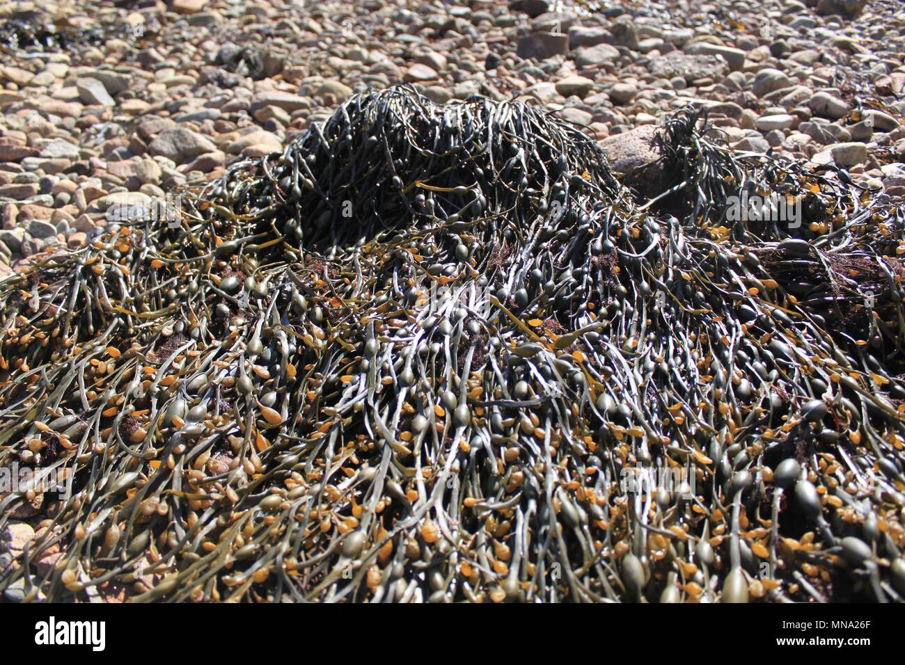 Kelp gewaschen oben auf einem felsigen Ufer Stockfoto