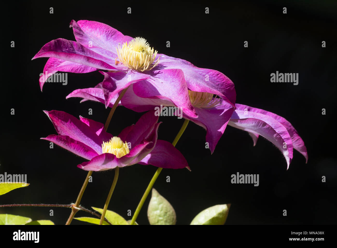 Sonnendurchflutete Blumen der Hardy, Anfang Sommer blühende Kletterpflanze, Clematis 'Pink Champagne', sich gegen einen dunklen Hintergrund Stockfoto