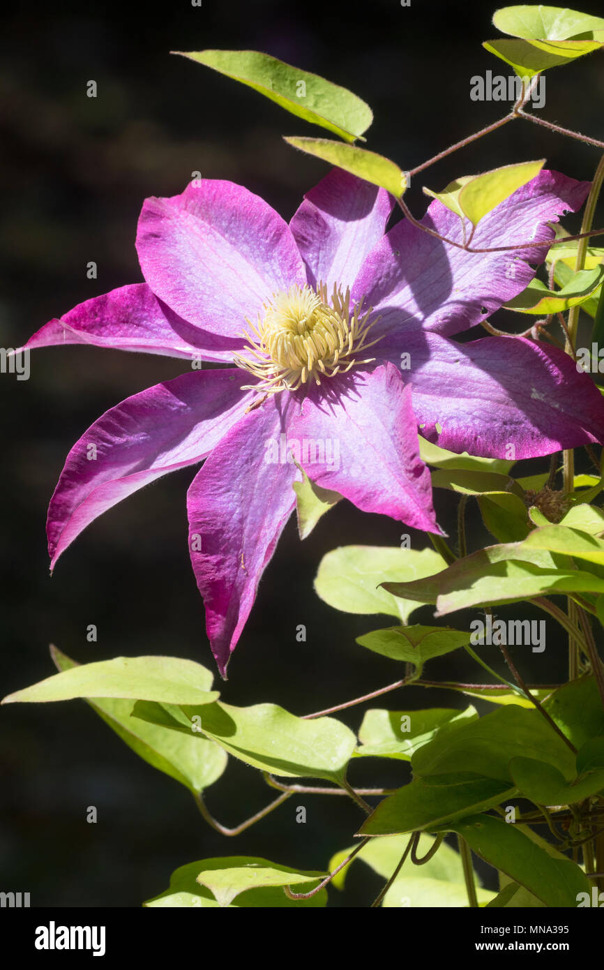 Sonnendurchflutete Blumen der Hardy, Anfang Sommer blühende Kletterpflanze, Clematis 'Pink Champagne', sich gegen einen dunklen Hintergrund Stockfoto
