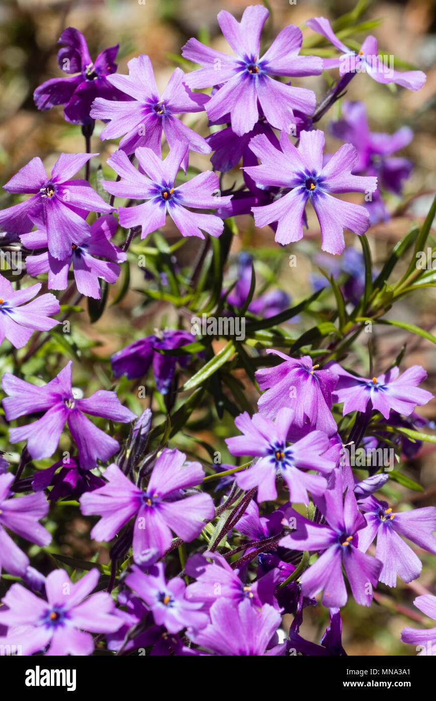 Lila, rosa Blüten des schleichenden moss Phlox, Phlox subulata 'Purple Beauty', im späten Frühjahr Stockfoto