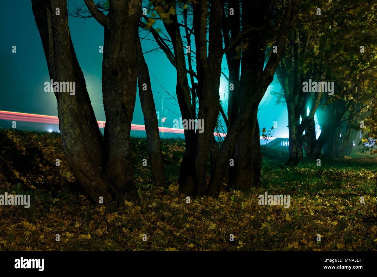 Bäume in der Nähe der Straße bei Nacht Foto mit Ausdauer Stockfoto