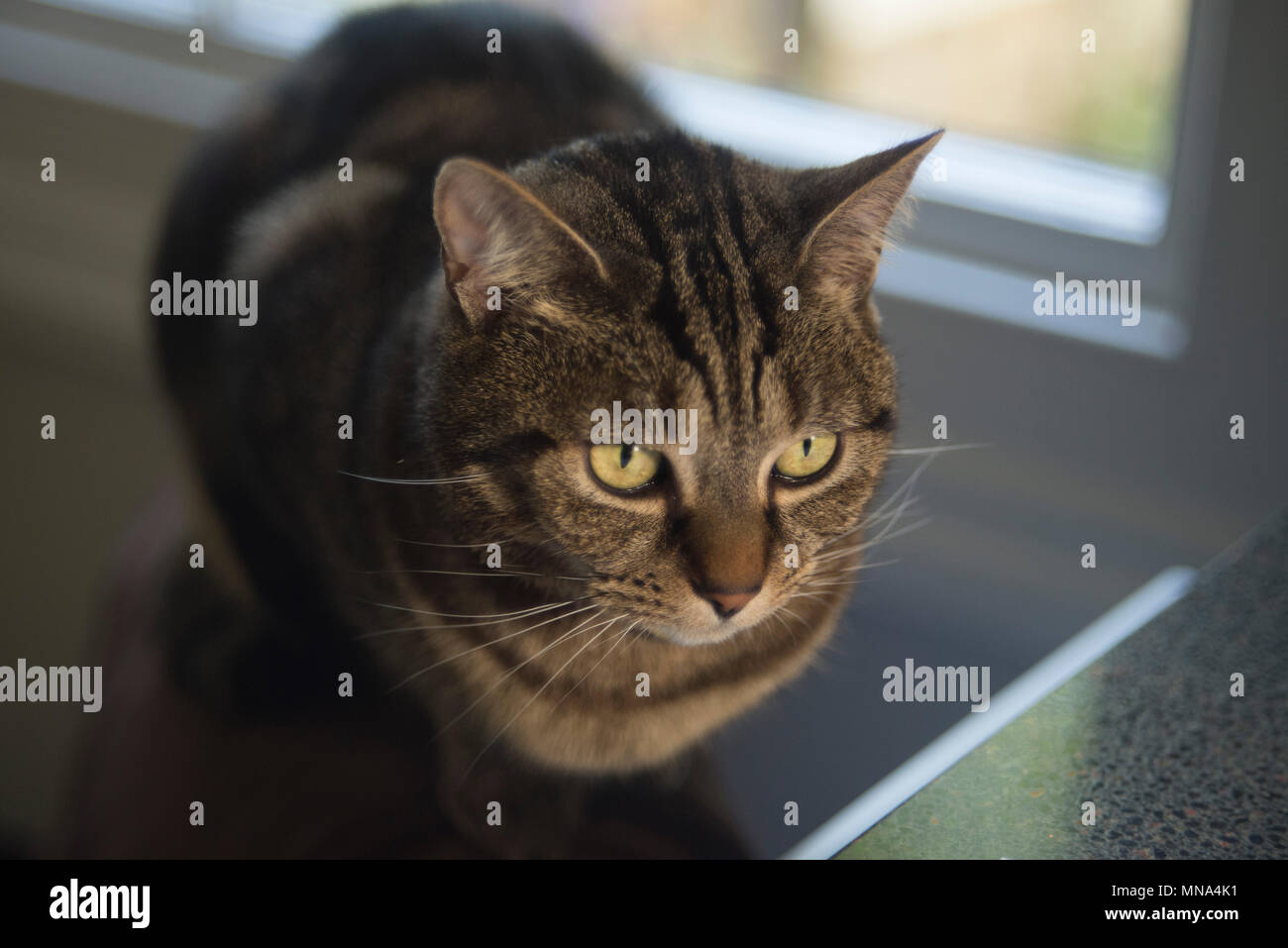 Hauskatze wartet geduldig darauf, mit einem alten manuellen Helios 44-2-Objektiv gefüttert und aufgenommen zu werden Stockfoto