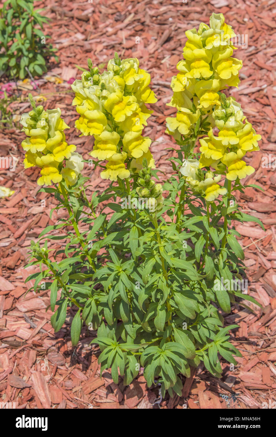 Snapdragon, Gattung Antirrhinum, manchmal auch als "Lion's Mund. Stockfoto