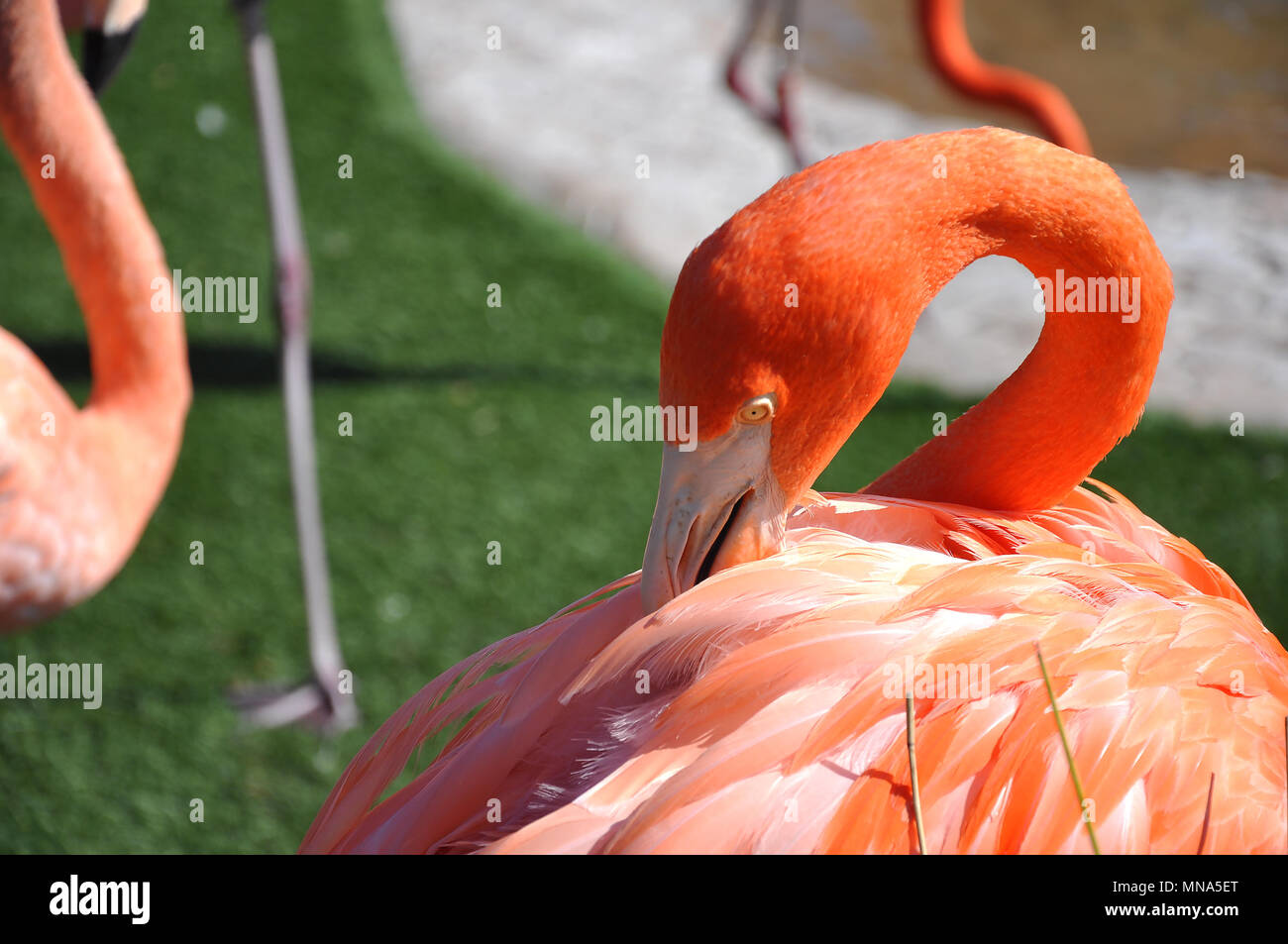Wunderschöner Pink Flamingo Stockfoto