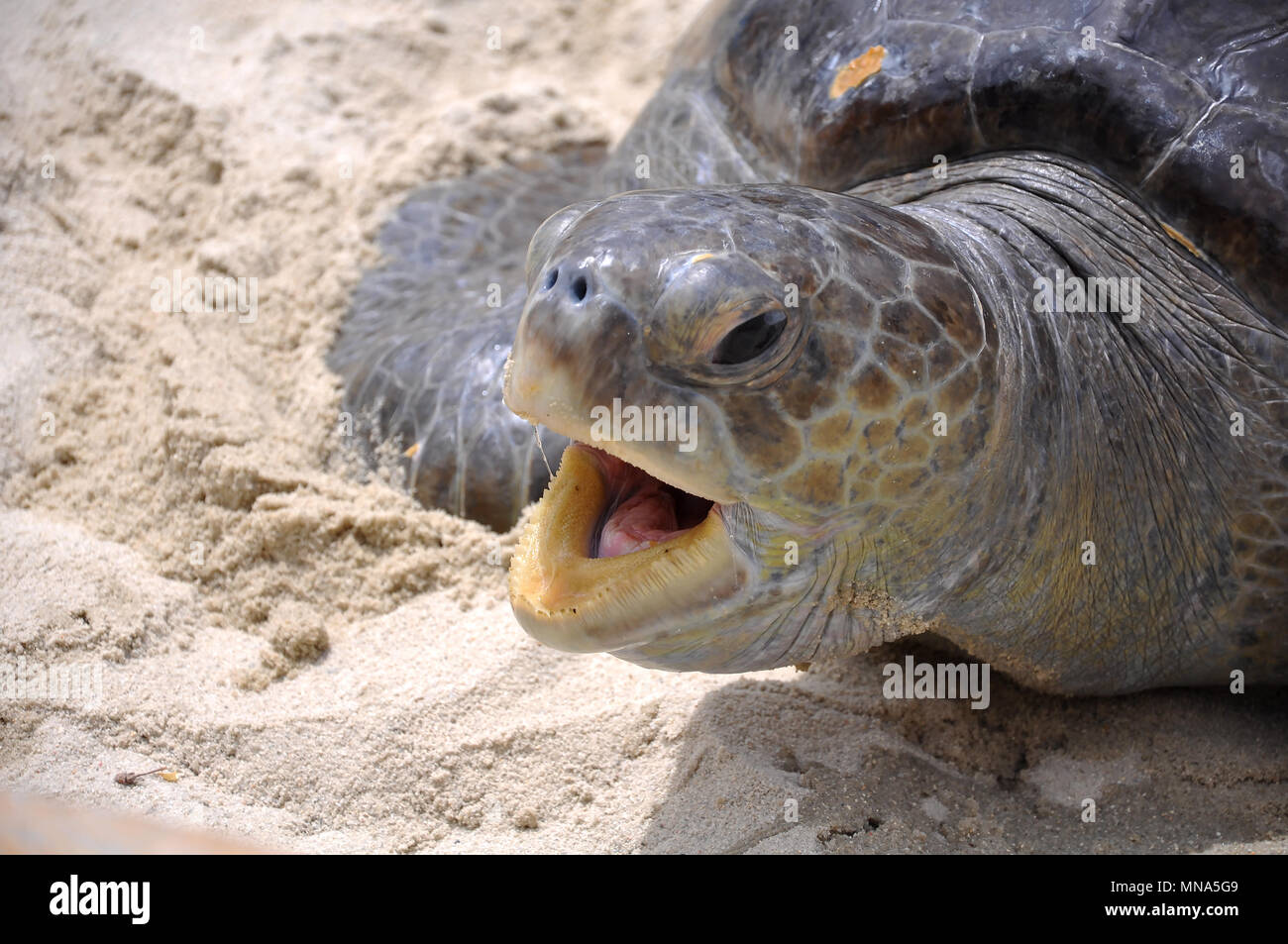 Schildkröte Mit Offenem Mund Stockfoto