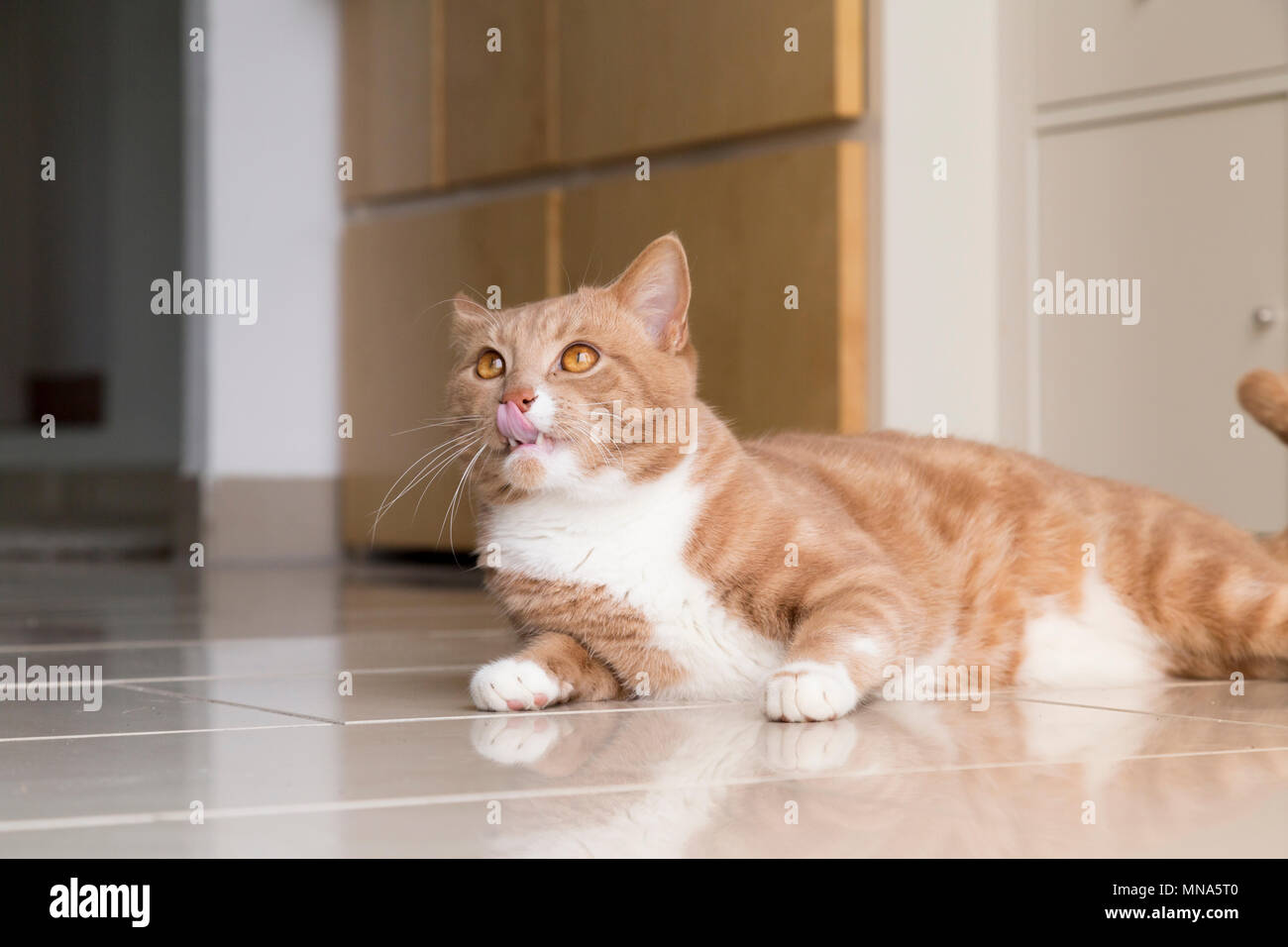 Ginger tabby liegen auf einem geflieste Küche Etage mit Zunge heraus haften. Der Froschperspektive. Nach oben. Stockfoto