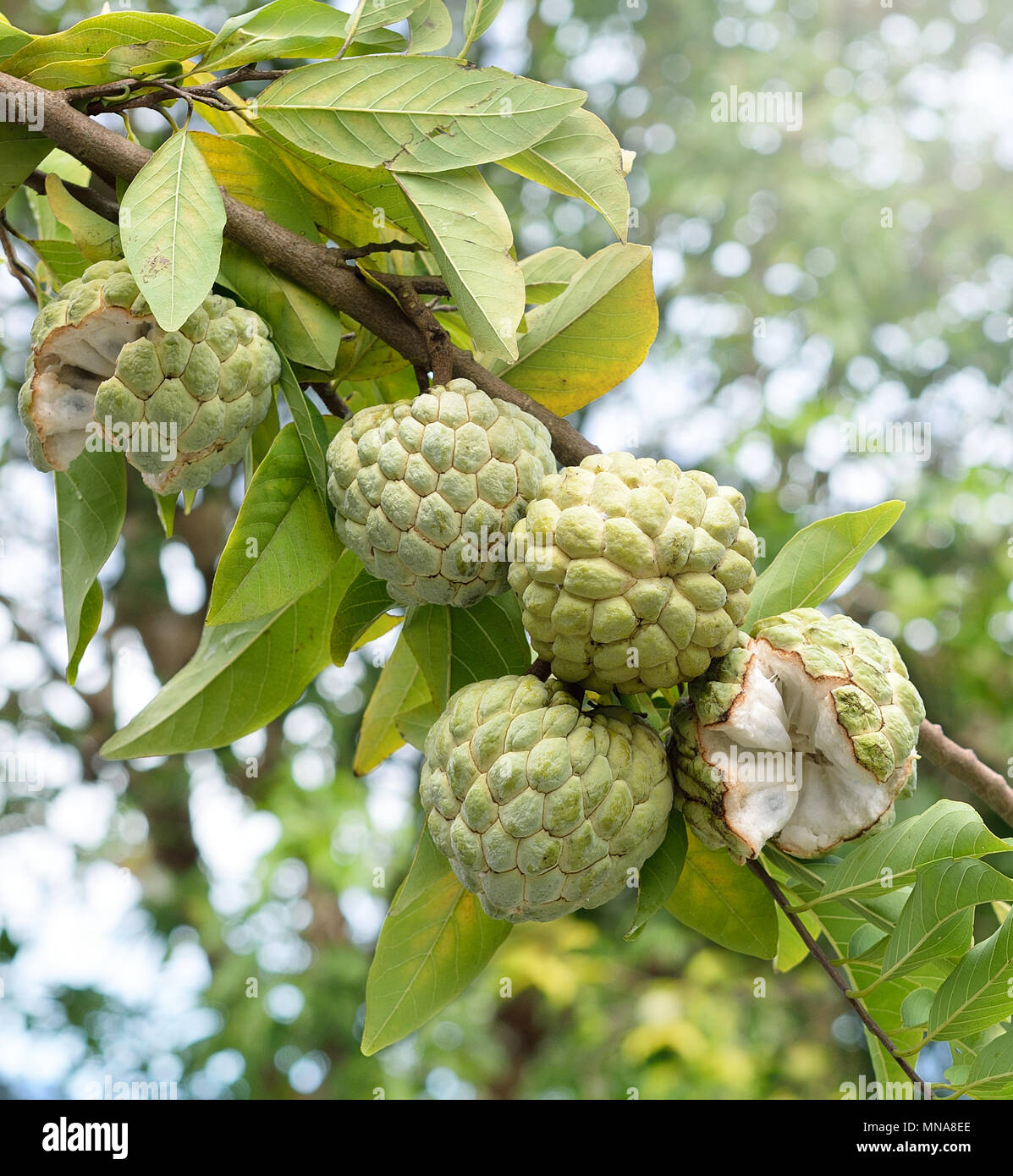 Custard Apple Obst auf grüner Baum im Garten, tropische Früchte Stockfoto