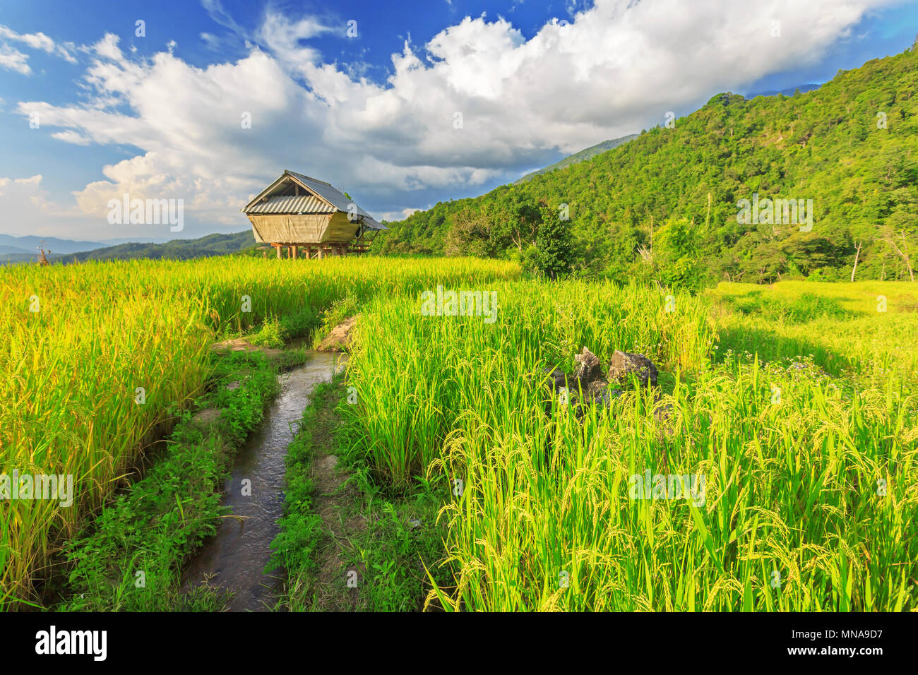 Terraced Rice Reisfeld in Berg Stockfoto