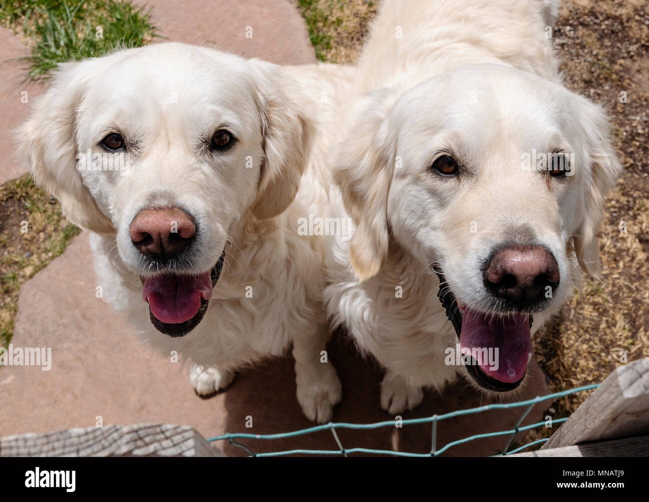 Zwei Platinum farbig Golden Retriever Hunde Stockfoto