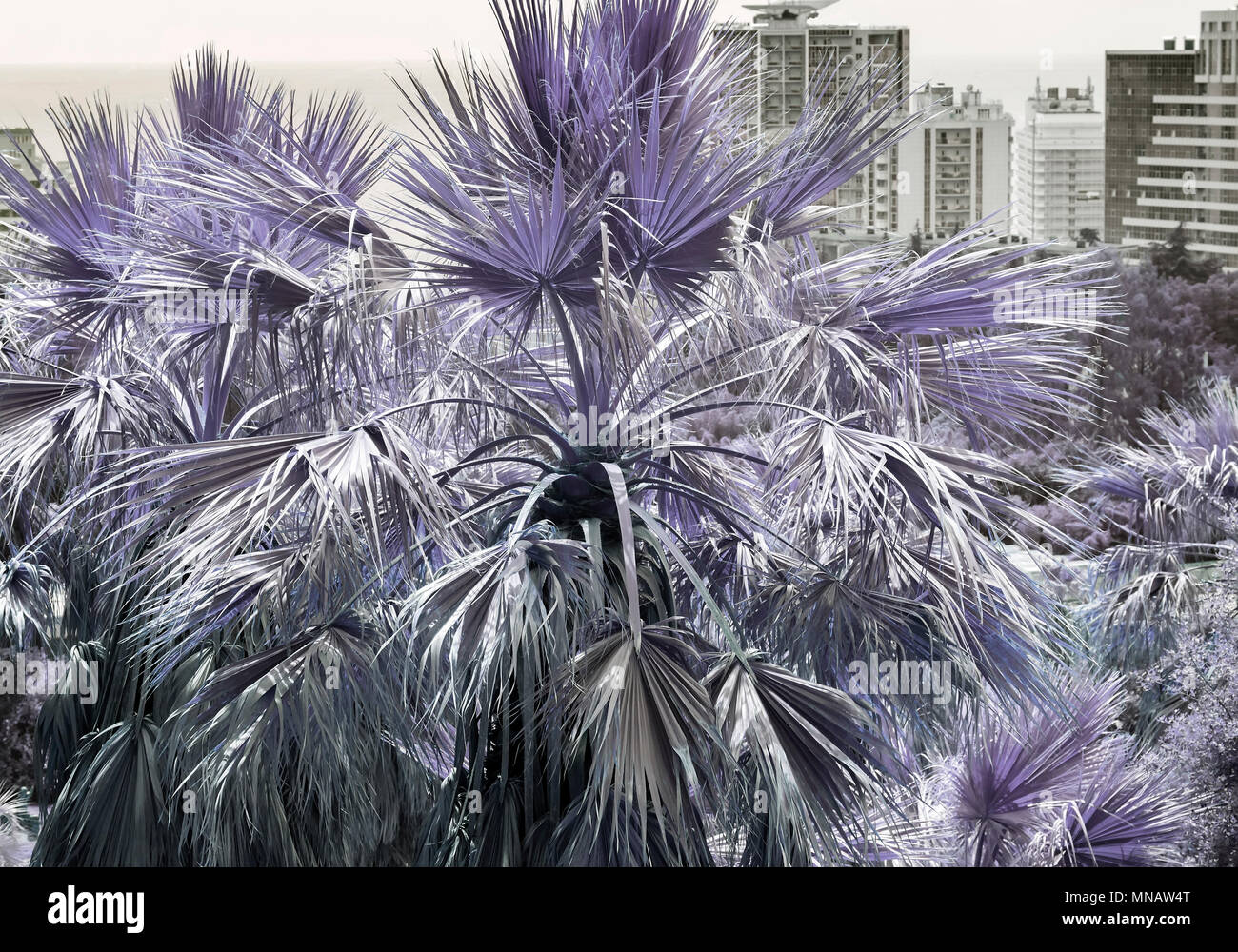 Palmen im Arboretum auf einem Hügel, der ir-Effekt. Stockfoto