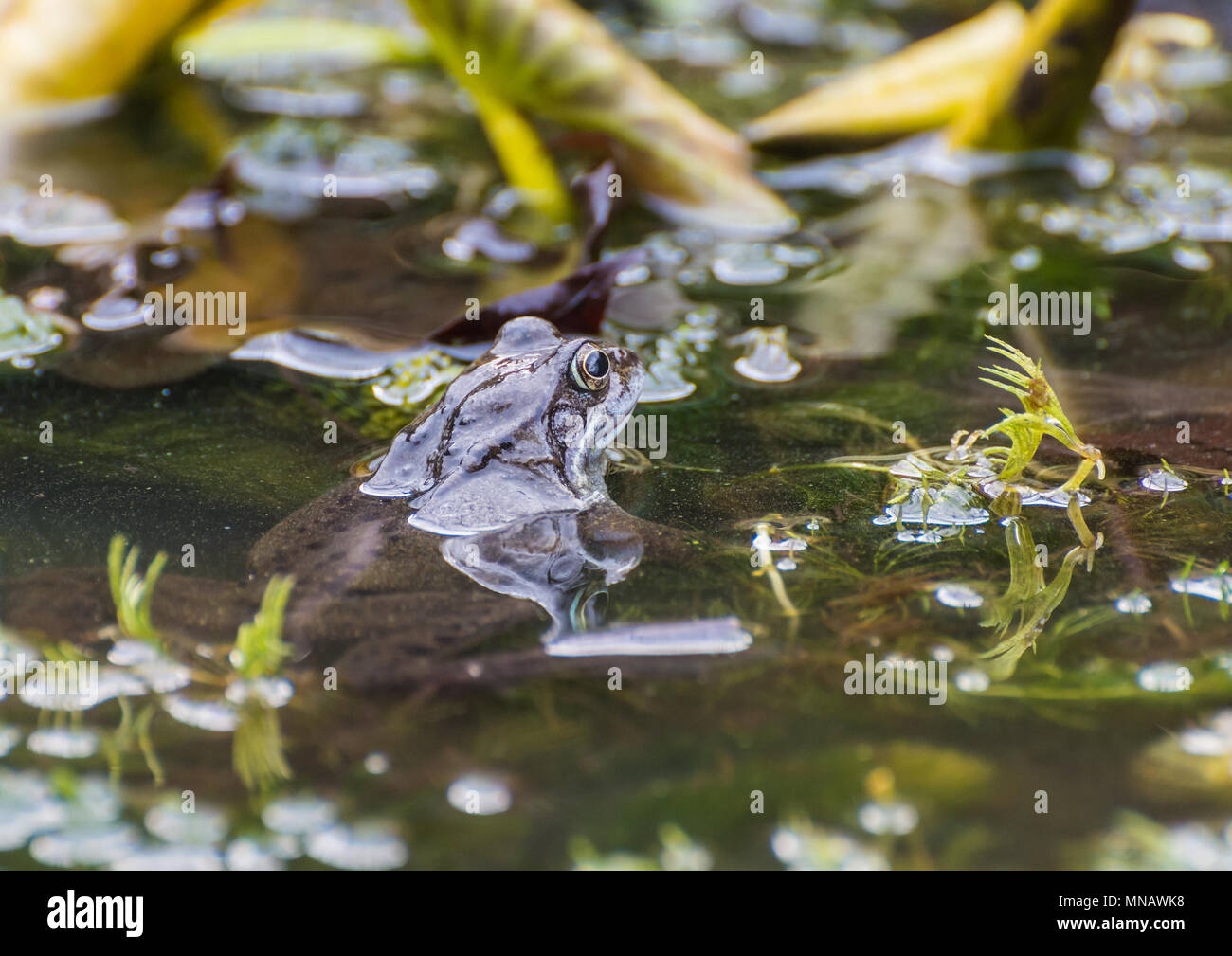 Eine Nahaufnahme von einem Frosch im Gartenteich. Stockfoto