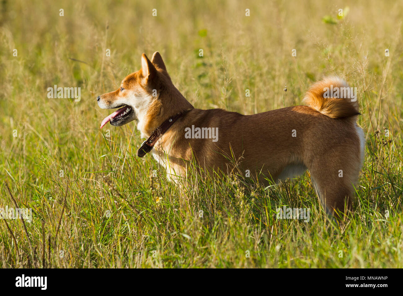 Hunde japanischen Rassen Sibu Inu auf einem Hintergrund von Gras, Sonnenlicht Stockfoto